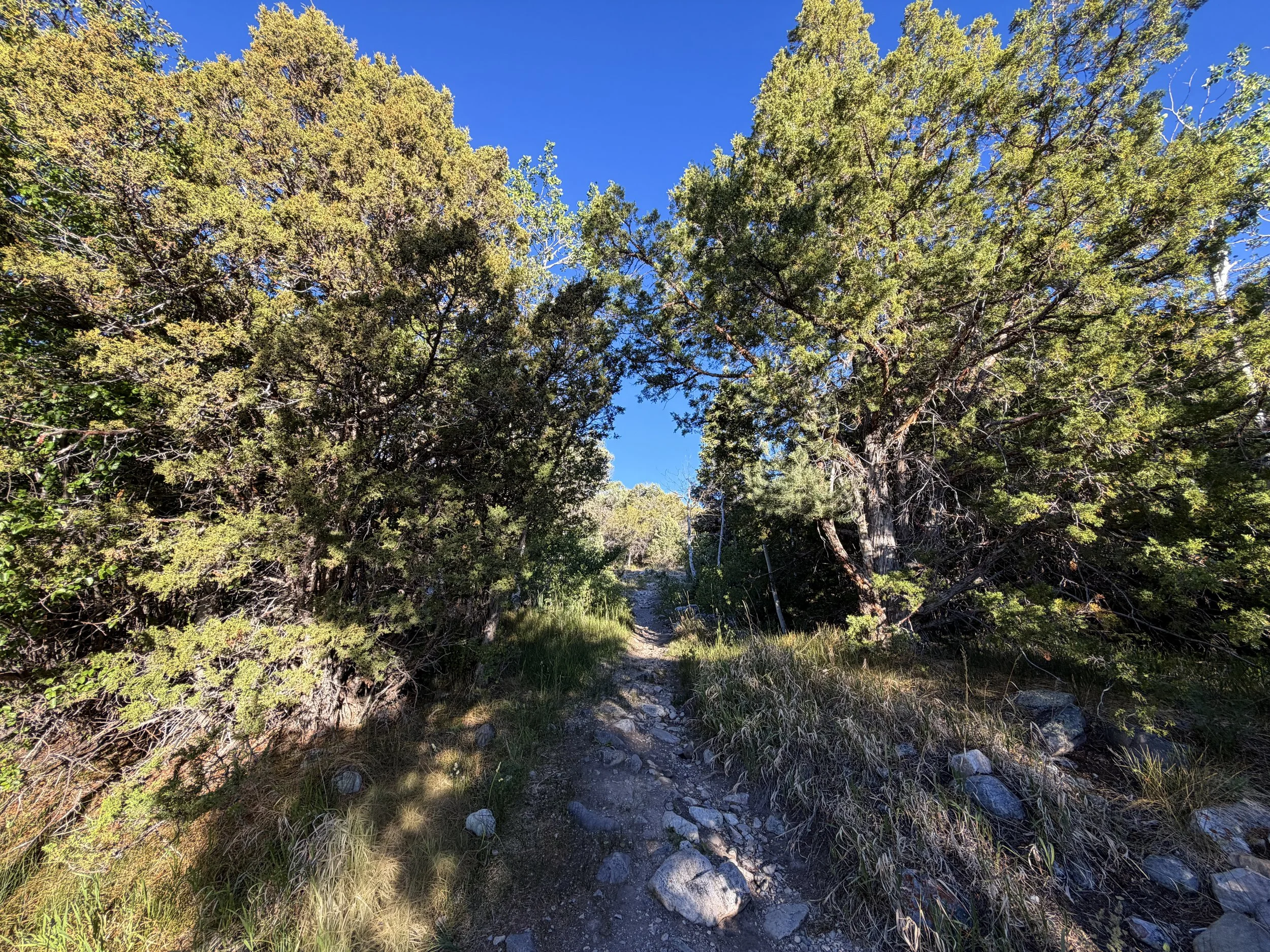 Lehman Creek Trail Great Basin National Park Nevada