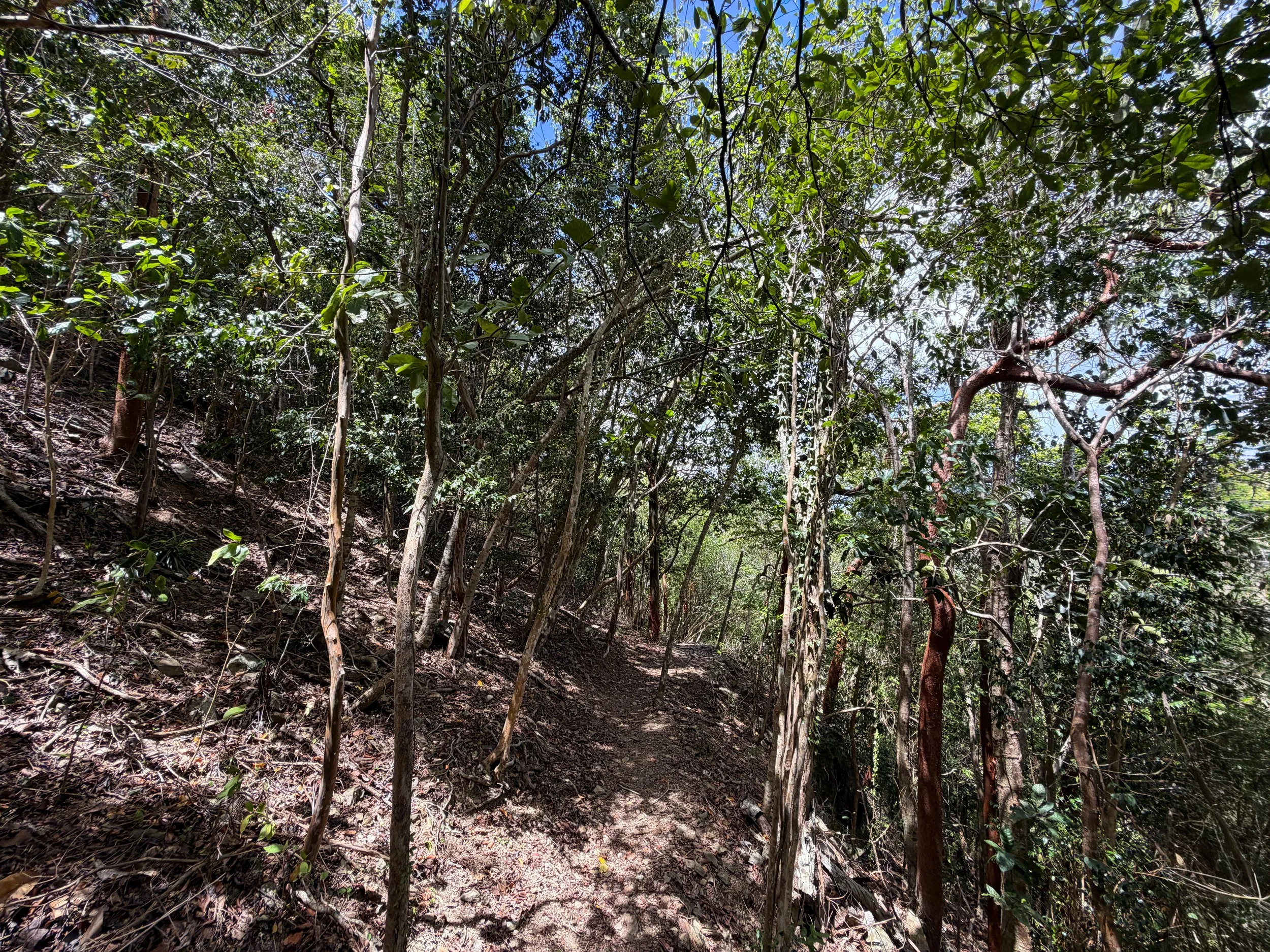 Maria Hope Trail Virgin Islands National Park
