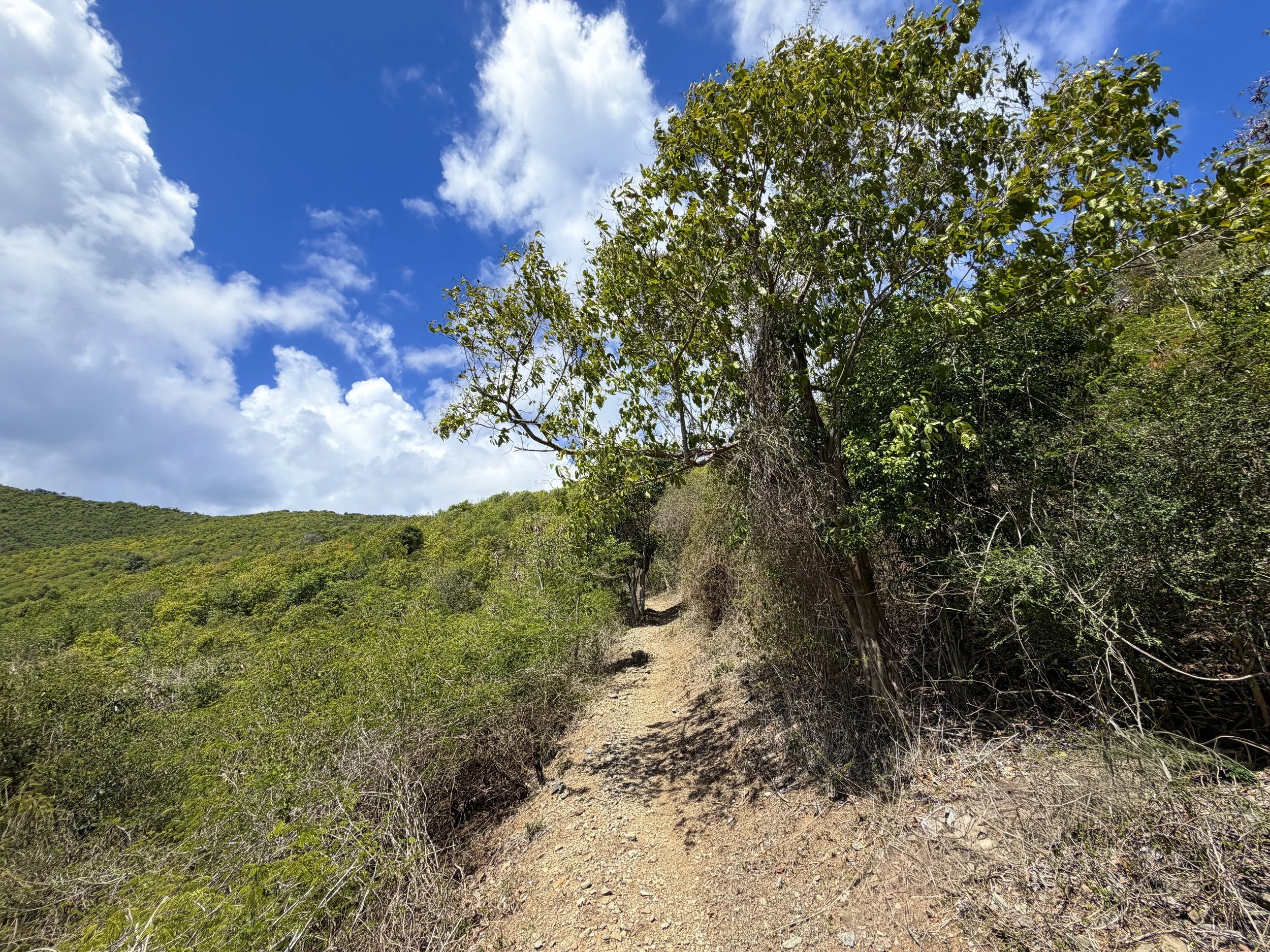 Brown Bay Hike Virgin Islands National Park