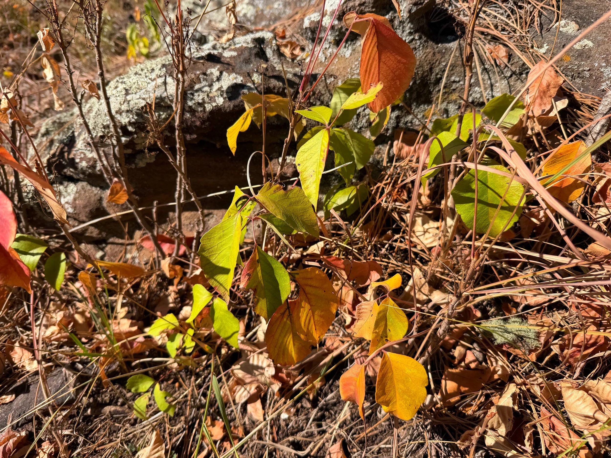 Western Poison Ivy Toxicodendron rydbergii