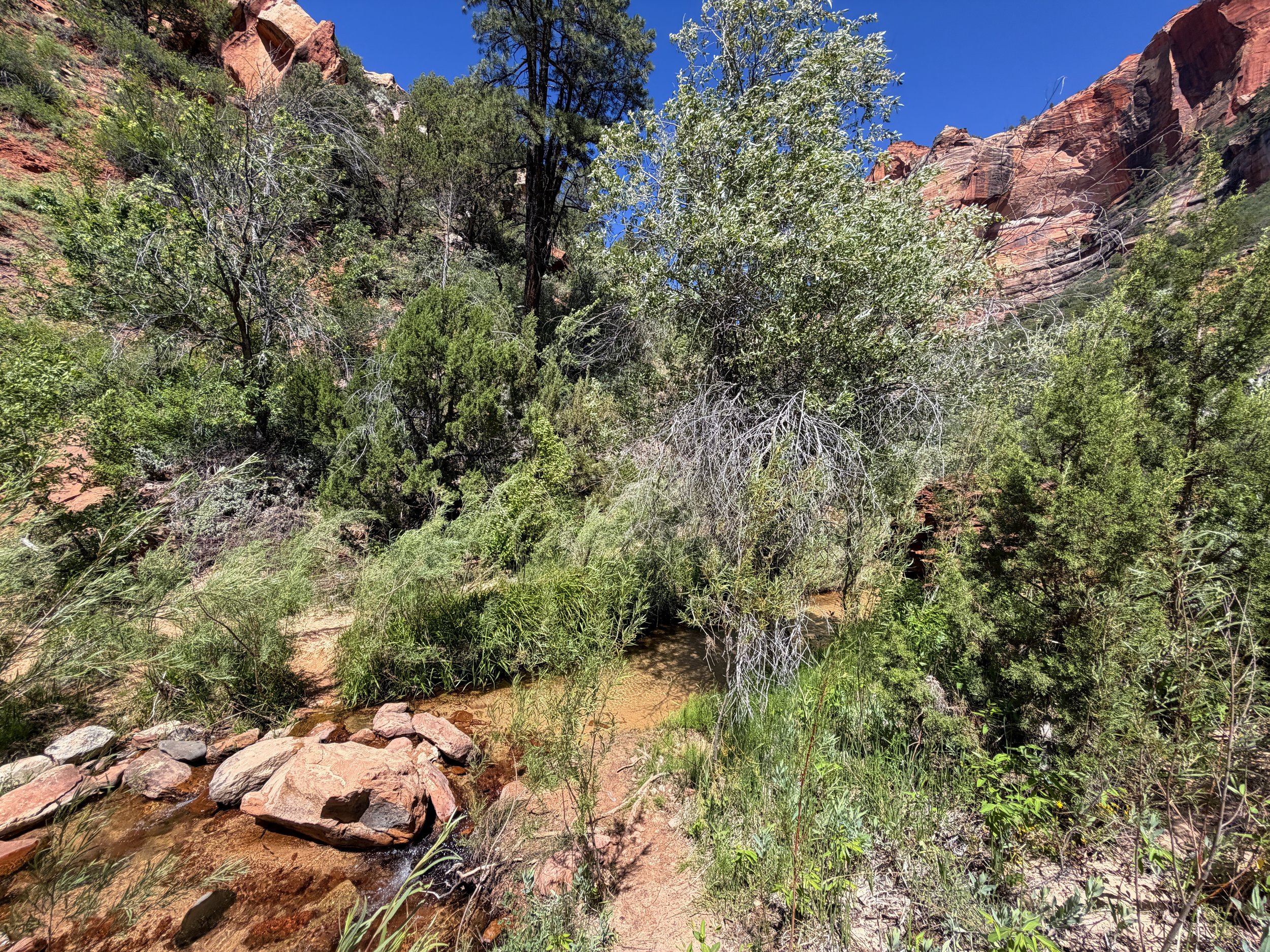 Subway Trail Left Fork North Creek Zion National Park Utah