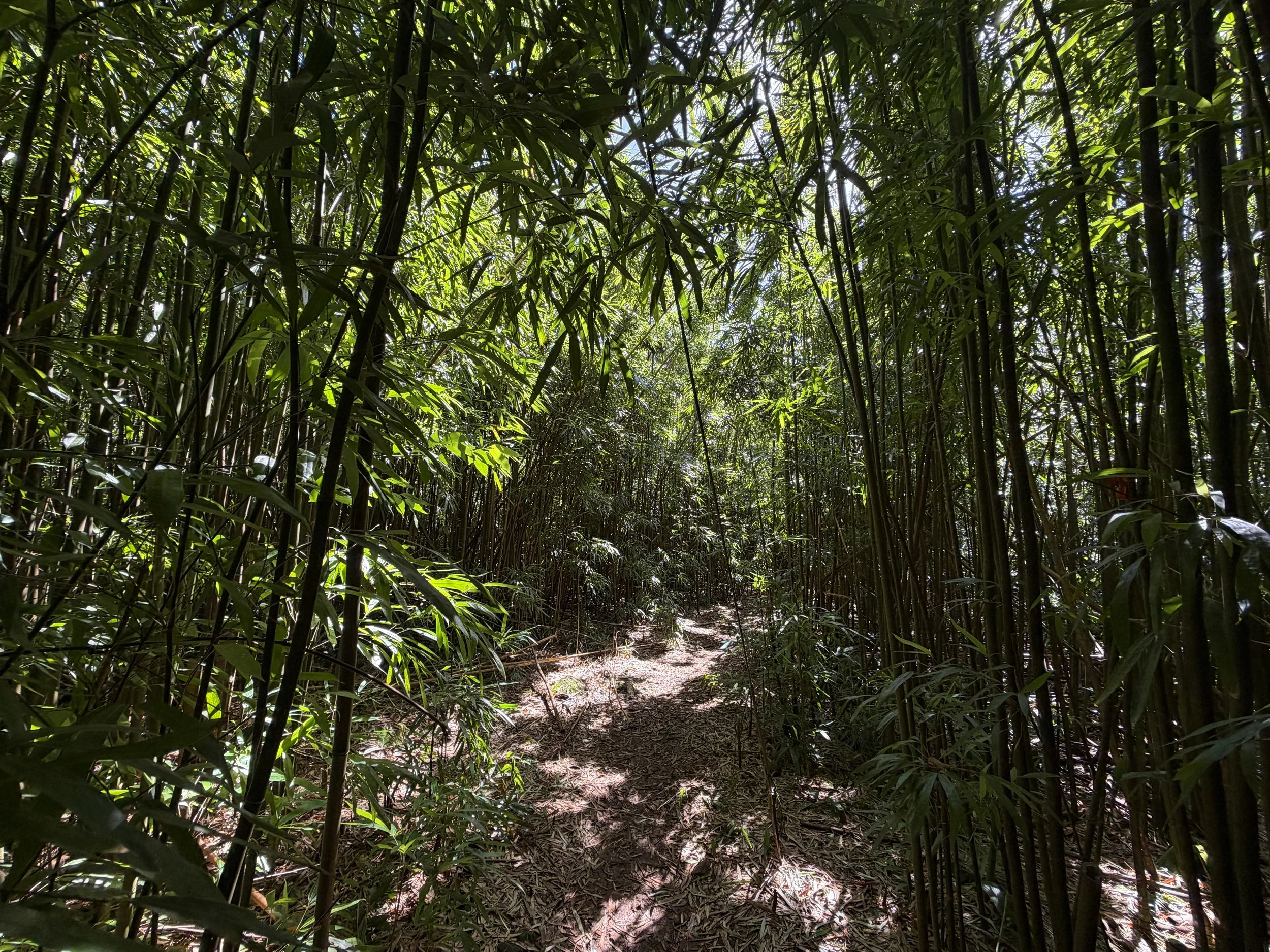 Lulumahu Falls Trail Oahu Hawaii