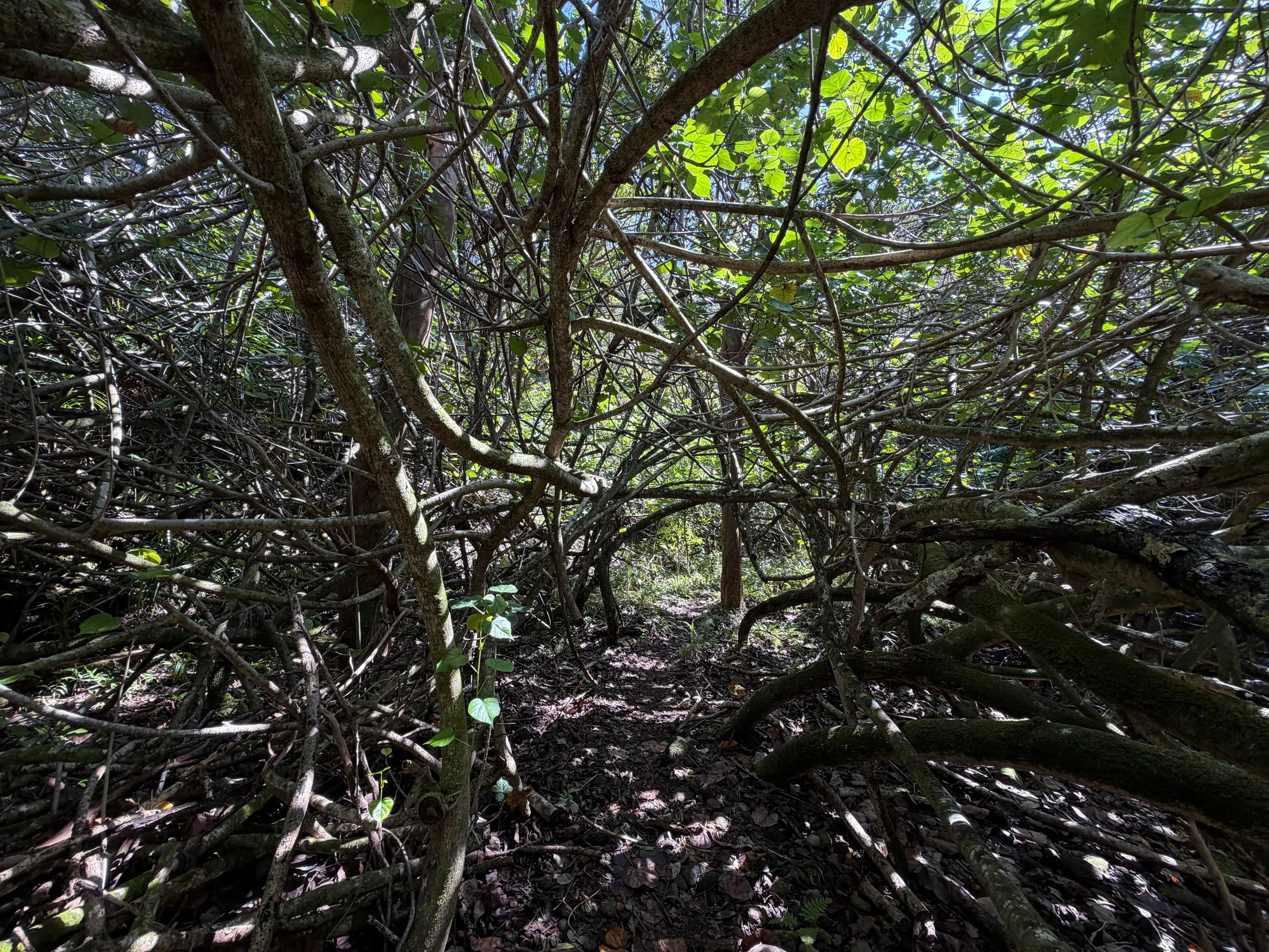 Kulanaahane Hike Oahu Hawaii