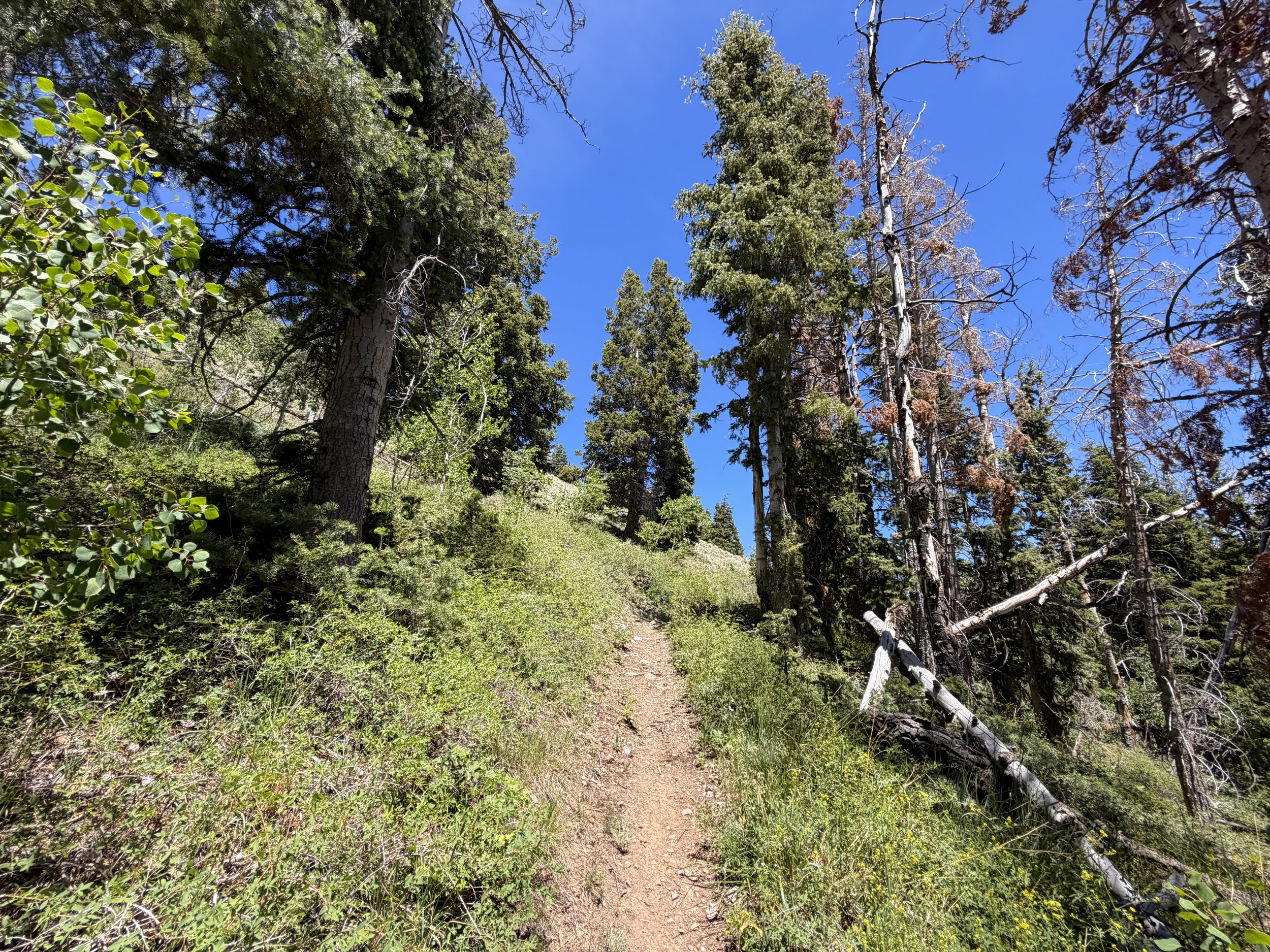 Timber Creek Loop Hike Great Basin National Park Nevada