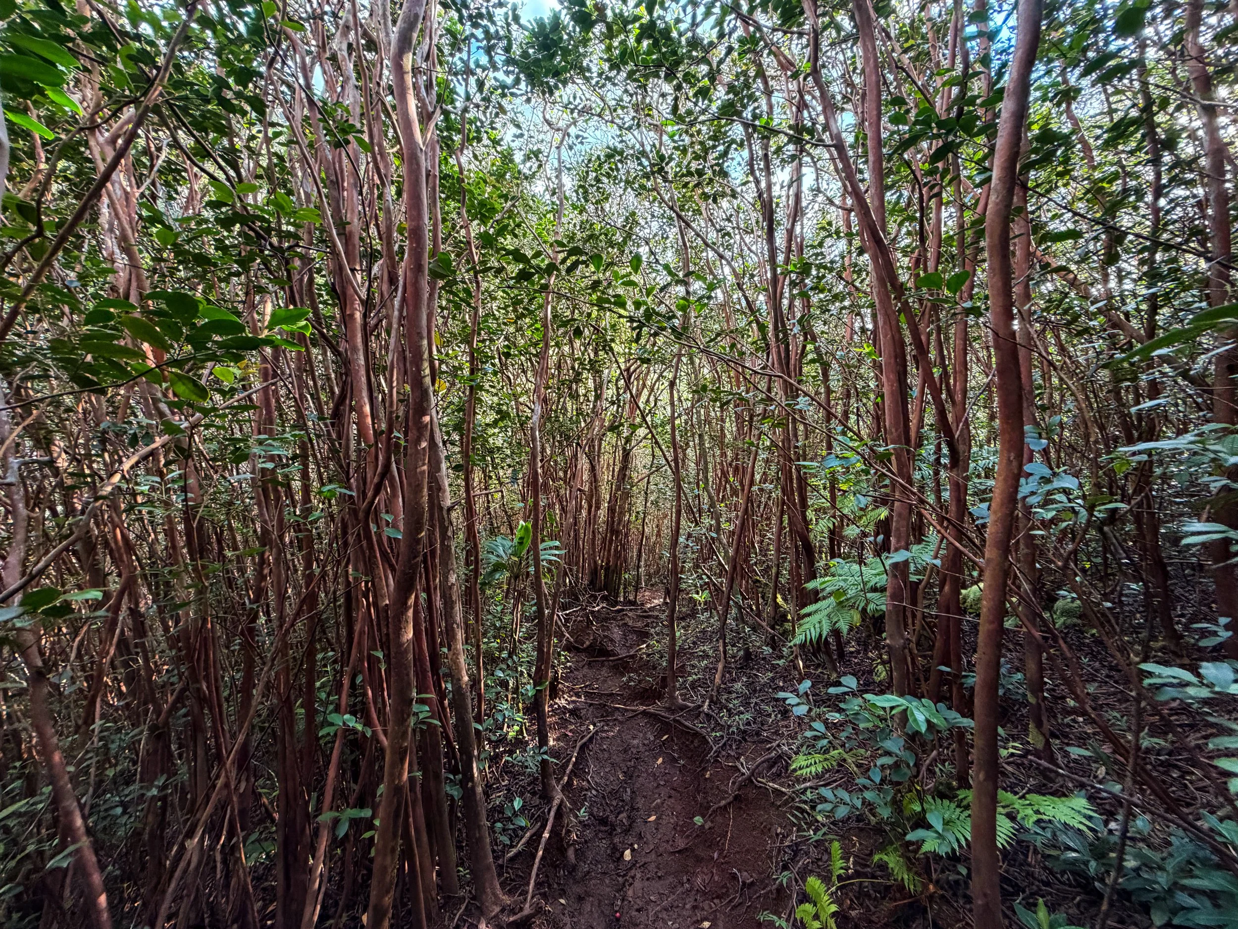Kaau Crater Trail Oahu Hawaii