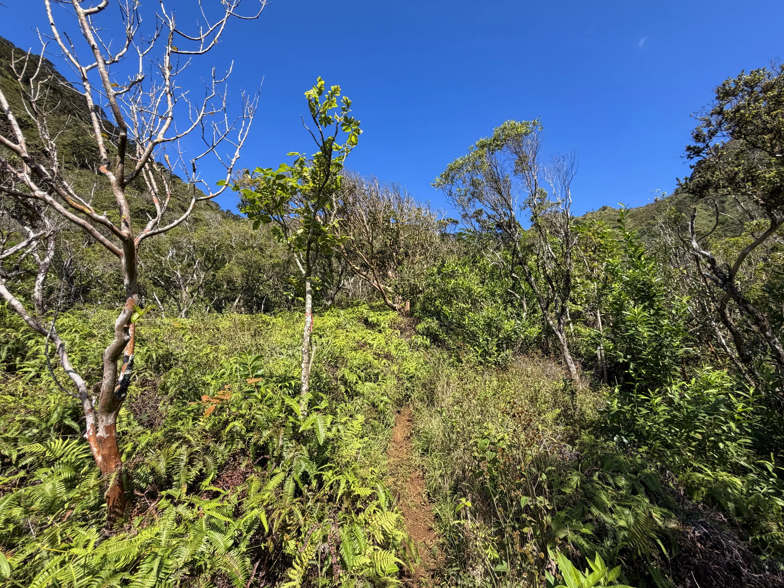 Kulanaahane Ridge Trail Oahu Hawaii