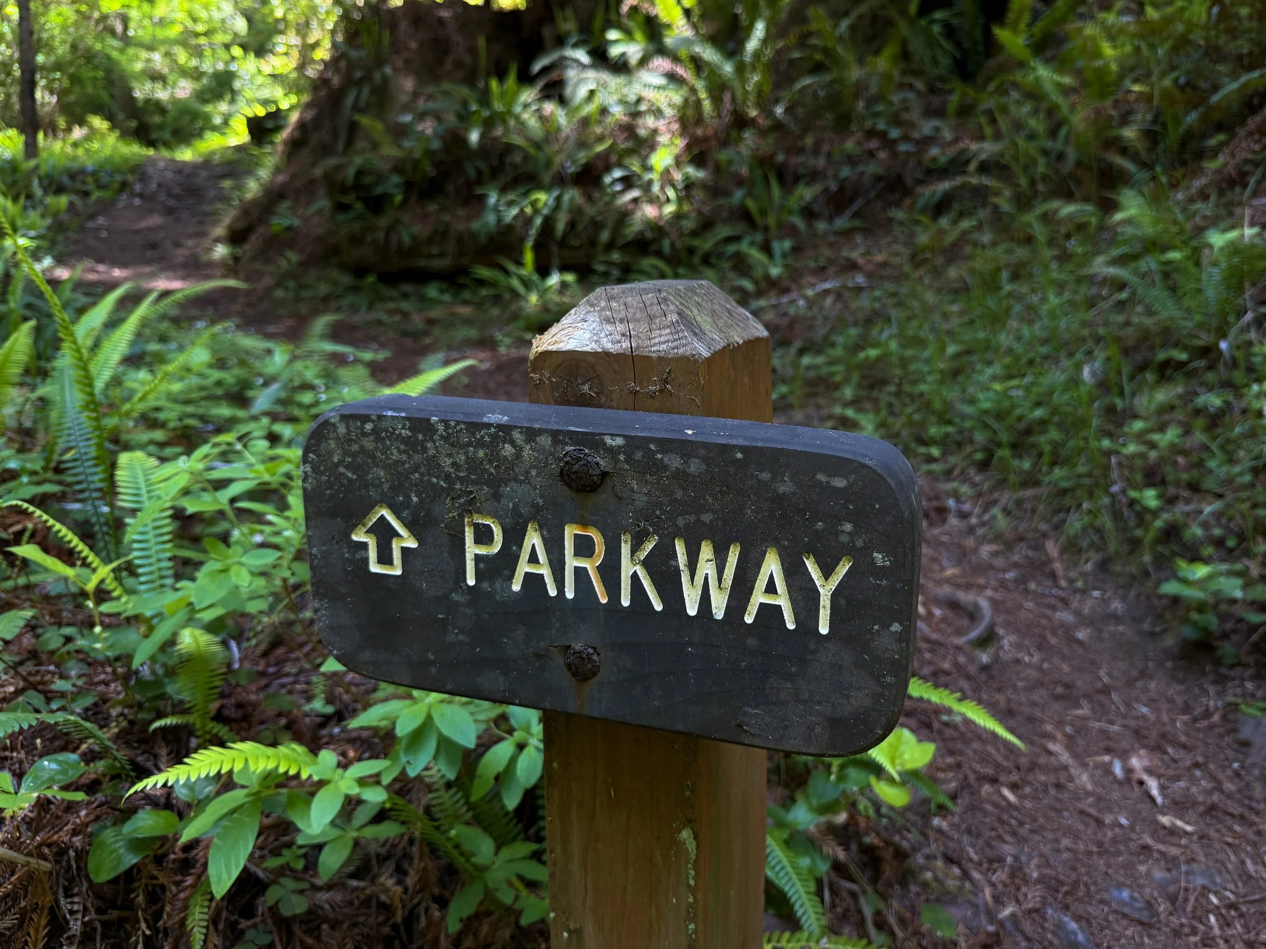 Hope Creek–Ten Taypo Loop Trail Prairie Creek Redwoods State Park California