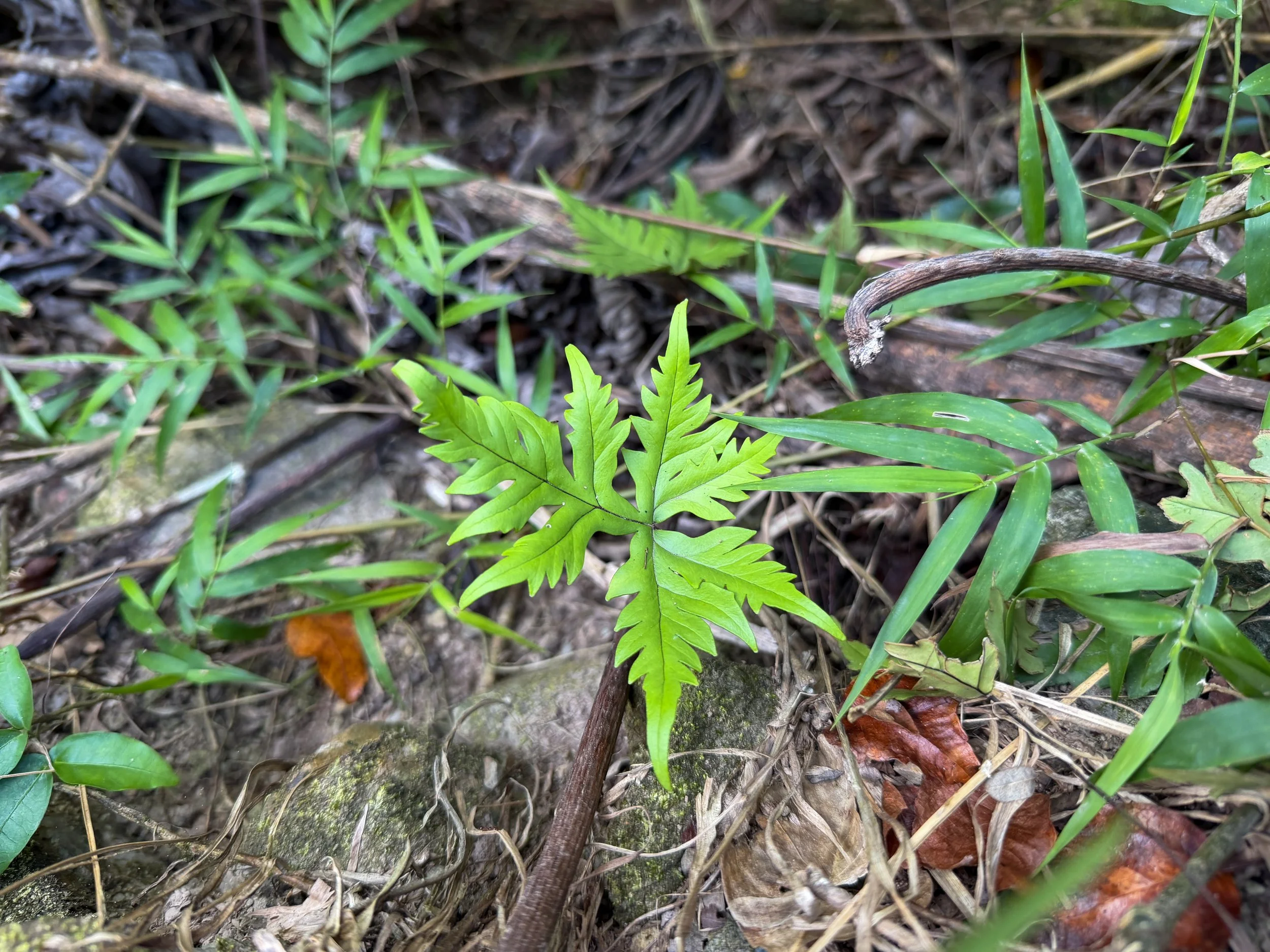 Digit Fern Doryopteris pedata