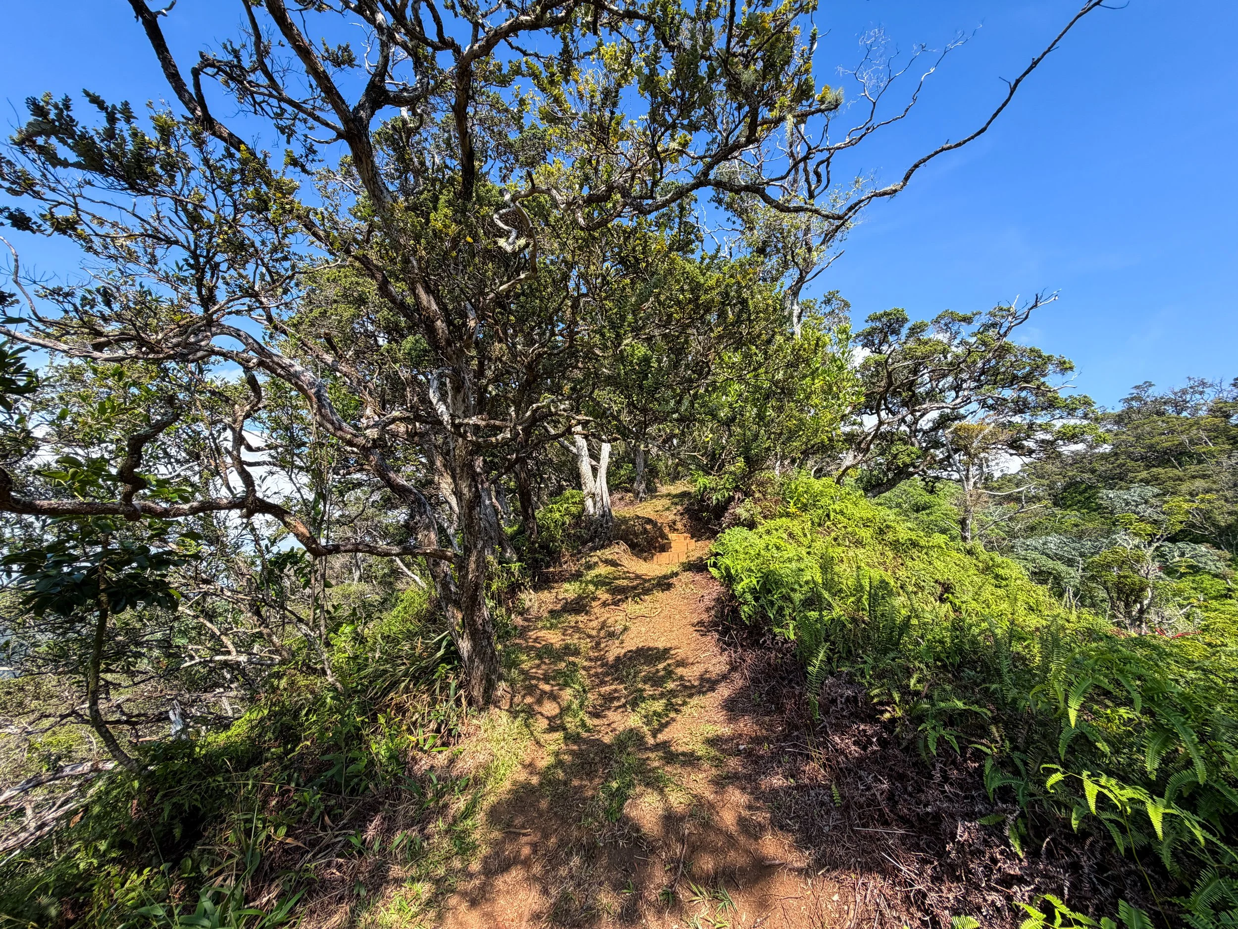 Nuuanu Trail Oahu Hawaii