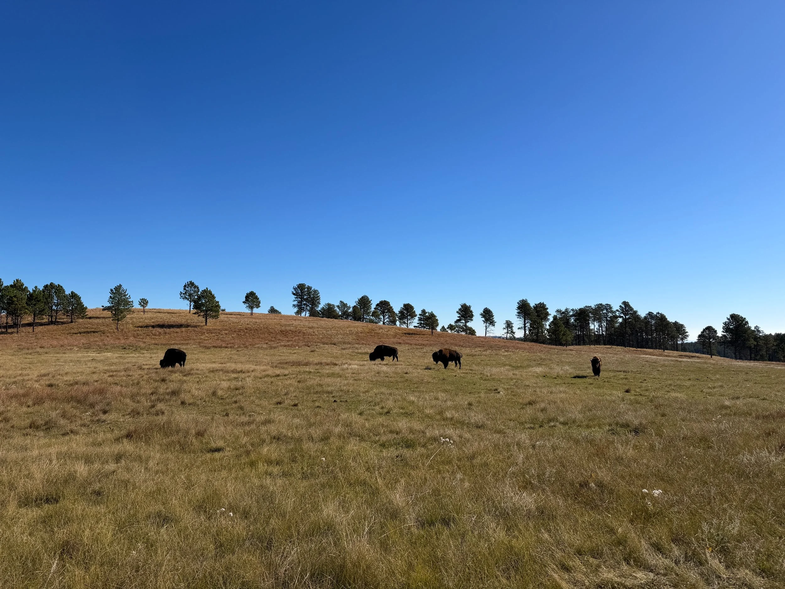 Bison Wind Cave National Park South Dakota
