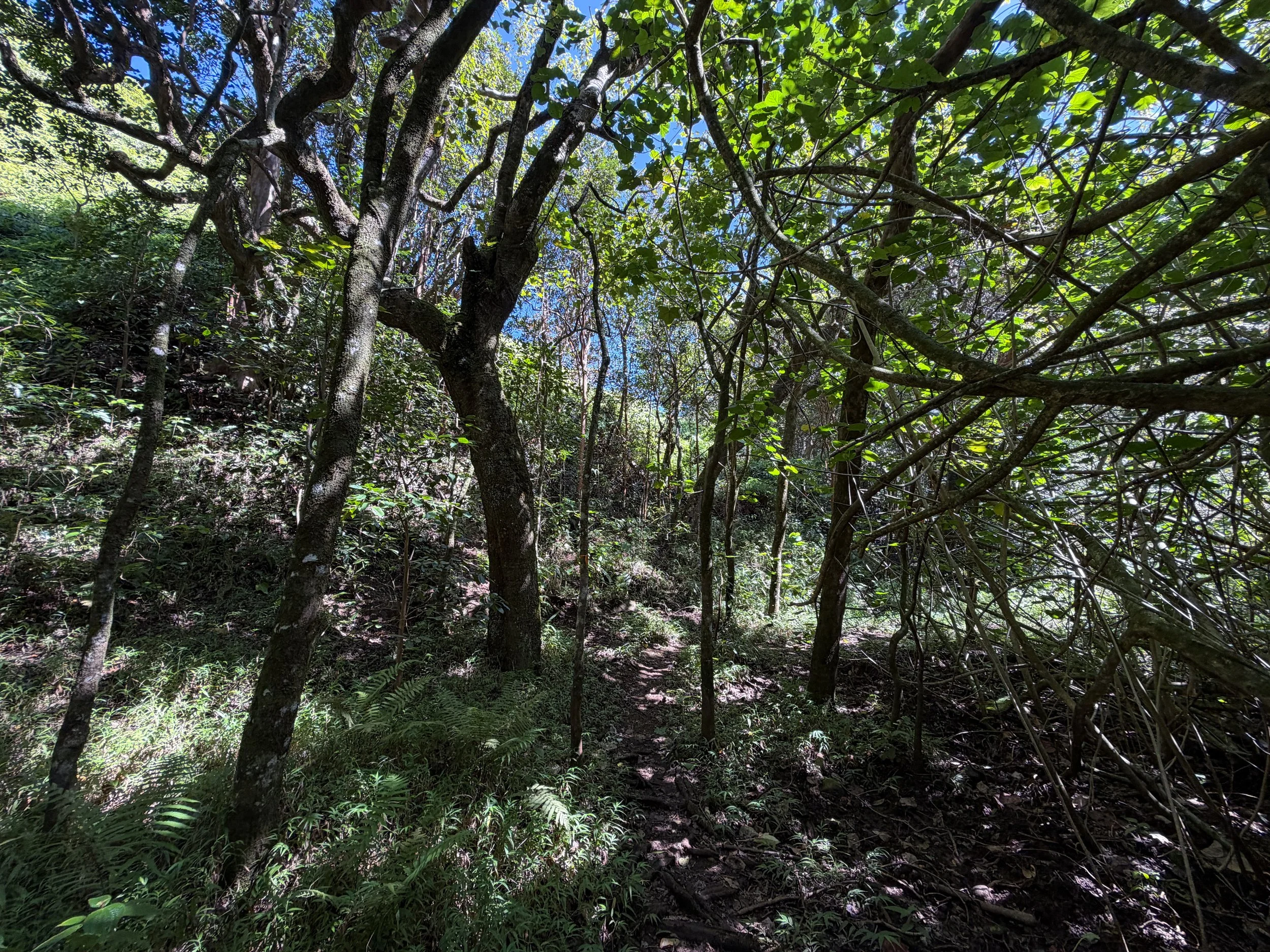 Kulanaahane Trail to Moanalua Saddle Oahu Hawaii