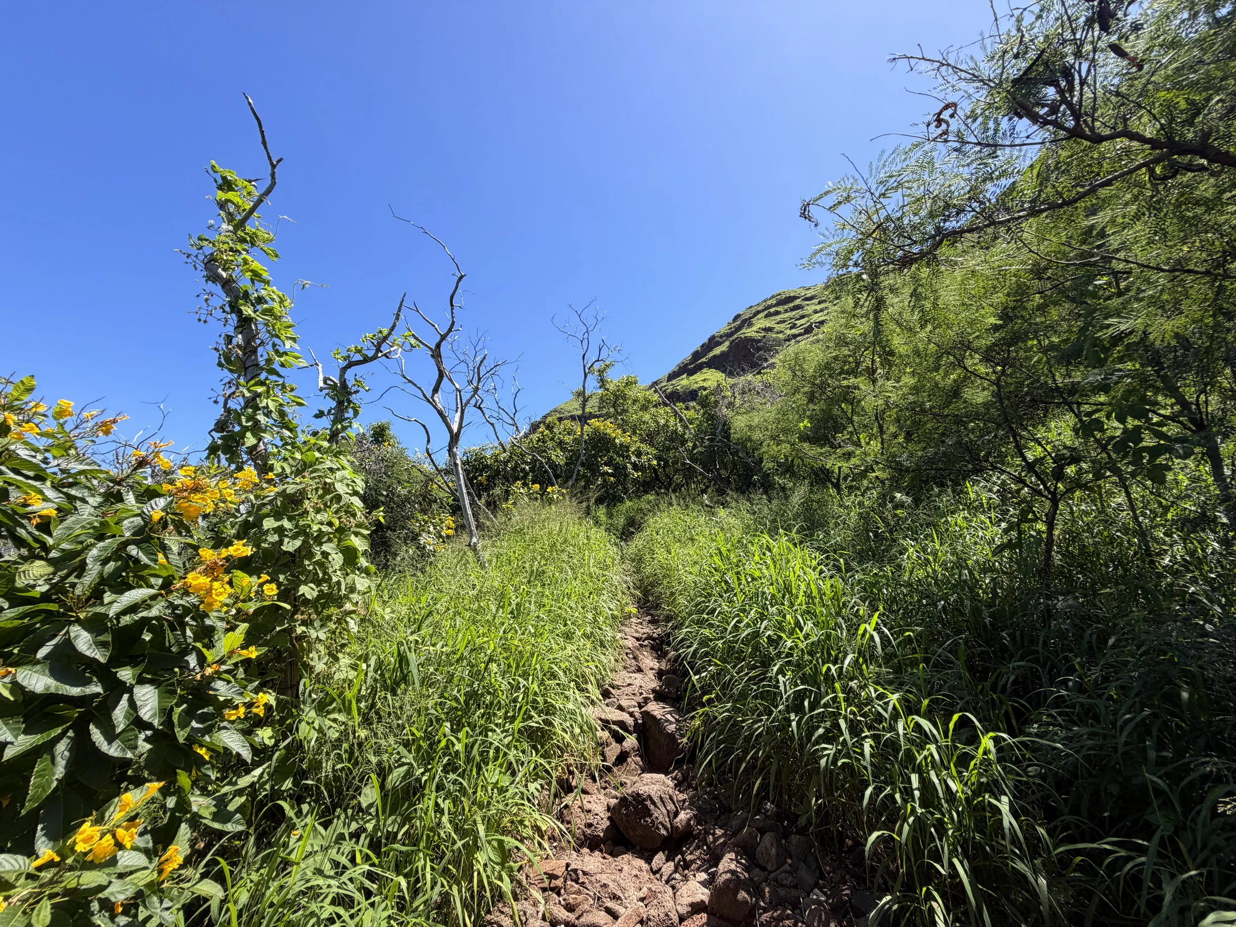 Pink Pillbox Trail Oahu Hawaii