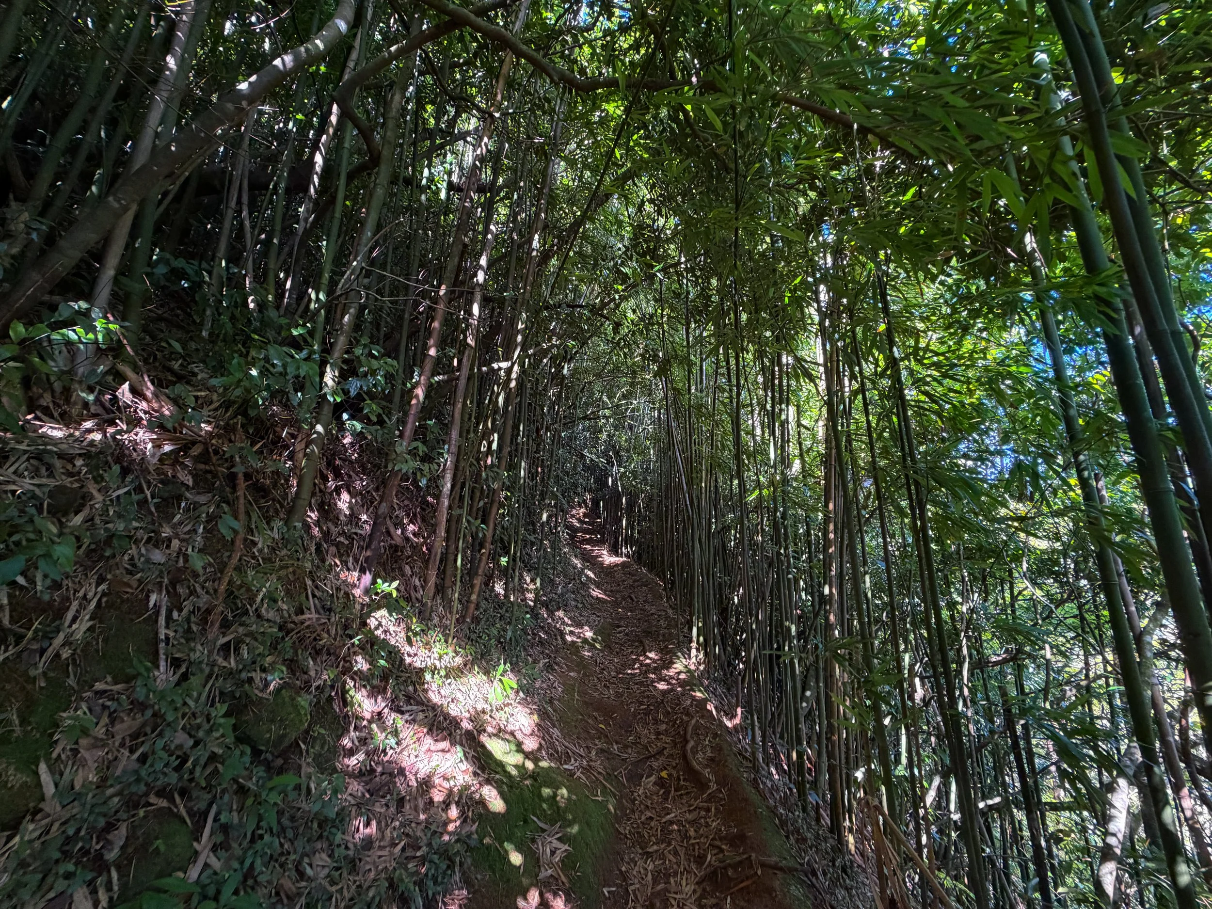 Aihualama Trail Oahu Hawaii