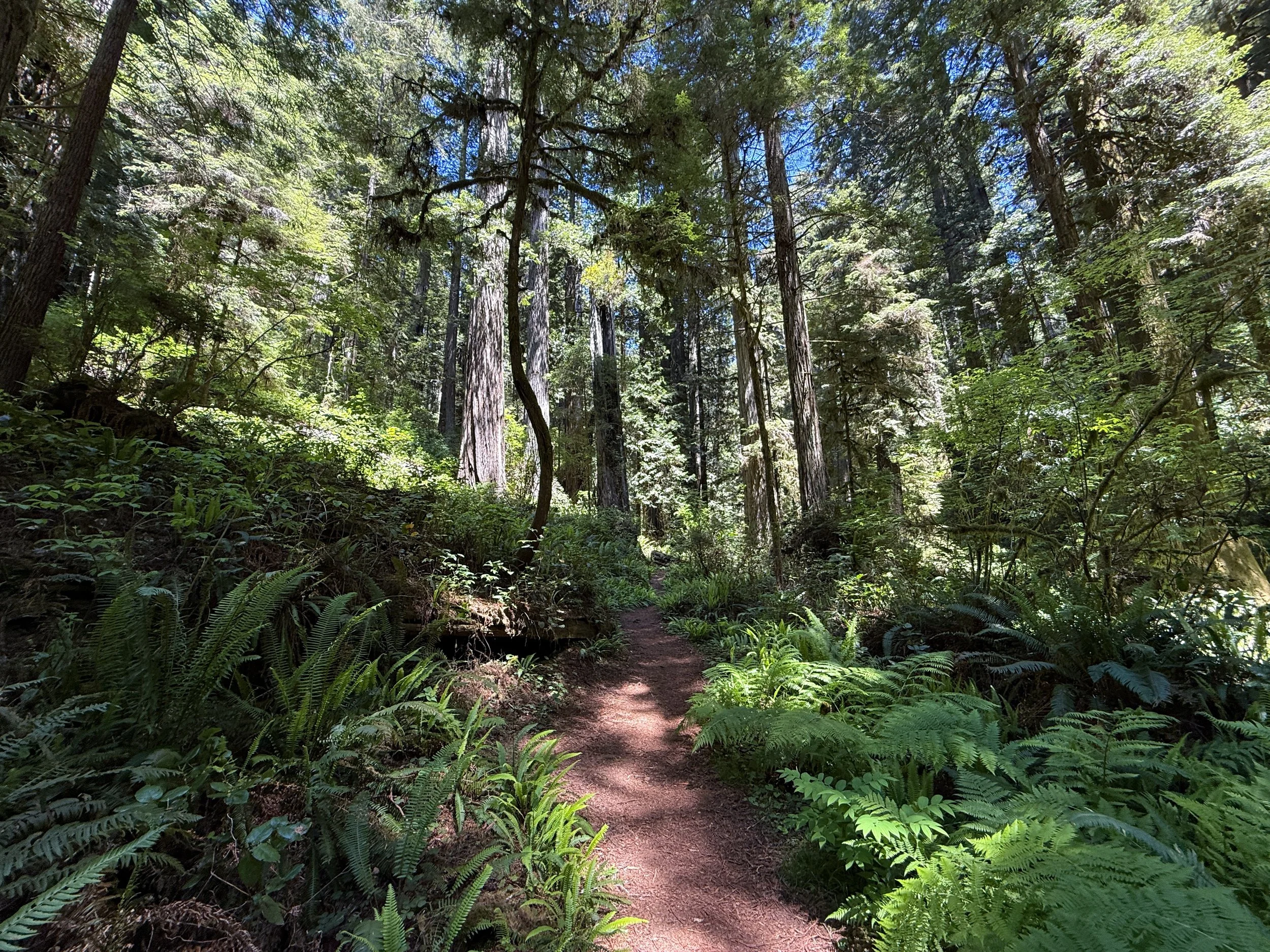 Hope Creek–Ten Taypo Loop Trail Prairie Creek Redwoods State Park California