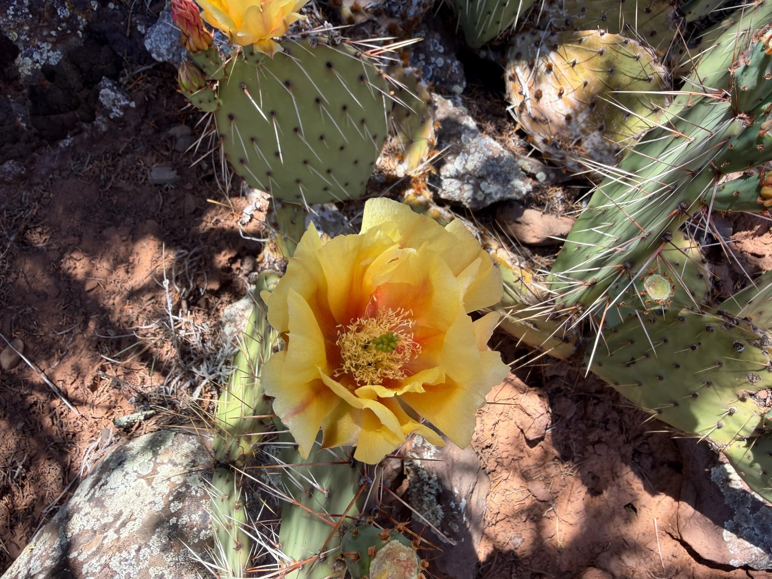 Tulip Prickly Pear Opuntia phaeacantha