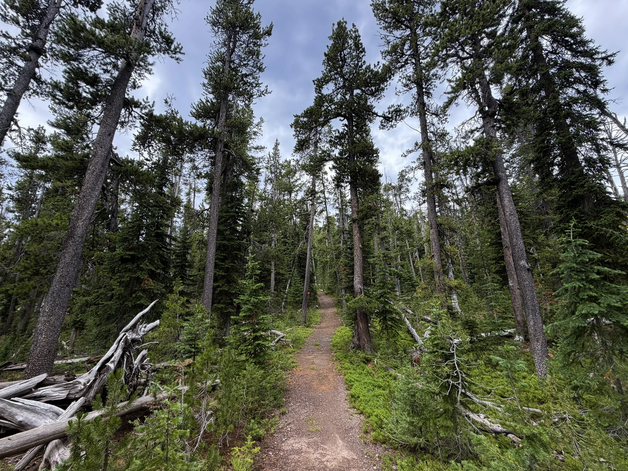 Divide Trail Yellowstone National Park Wyoming