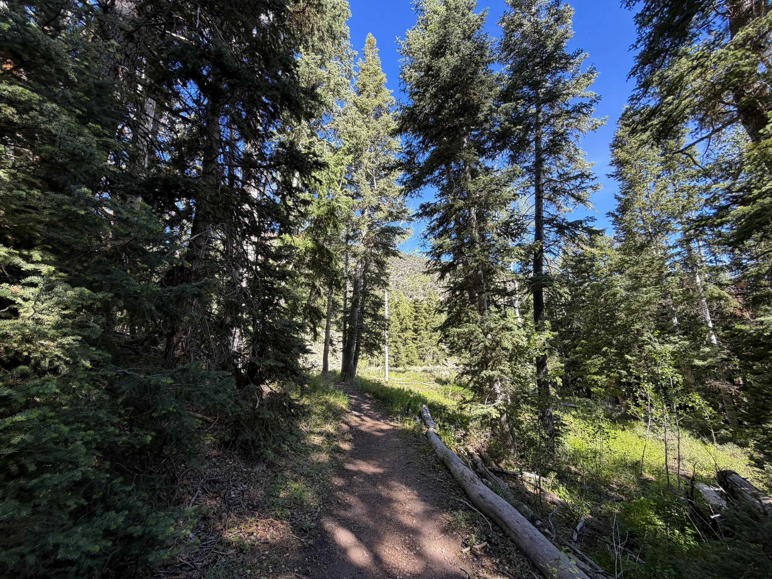 Pole Canyon Loop Hike Great Basin National Park Nevada