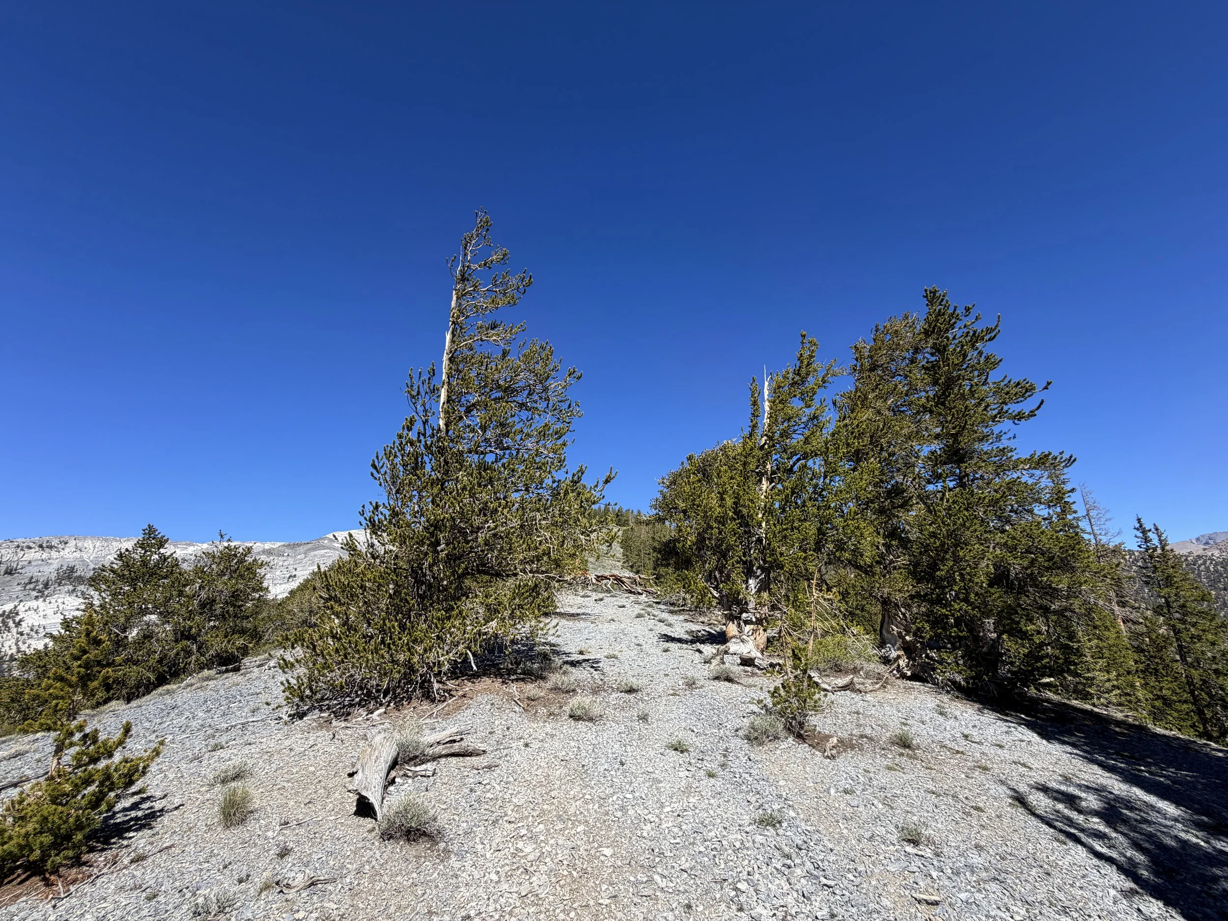 Snake Divide Trail to Magic Bristlecone Grove Great Basin National Park Nevada