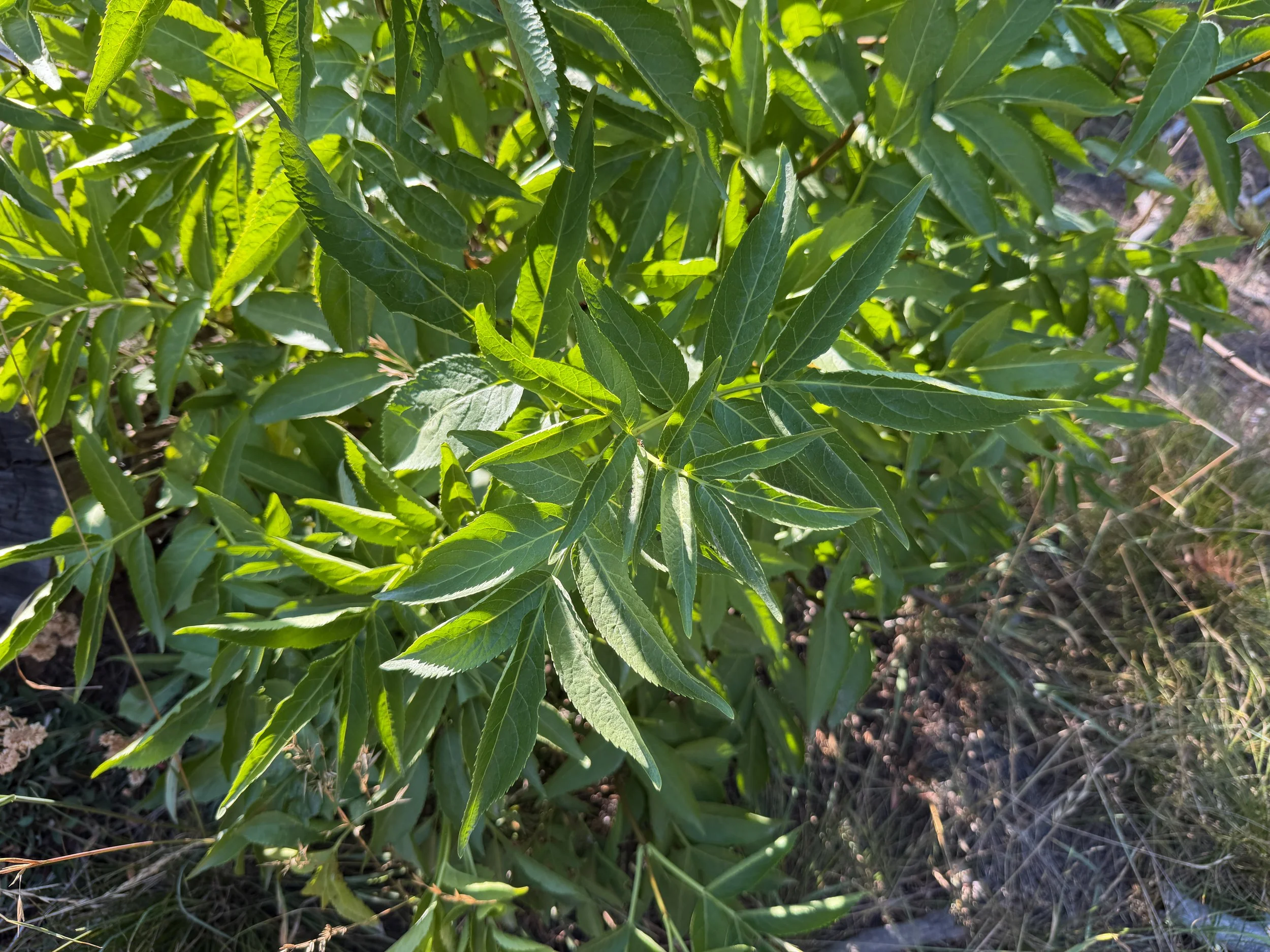 Black Elderberry Sambucus melanocarpa