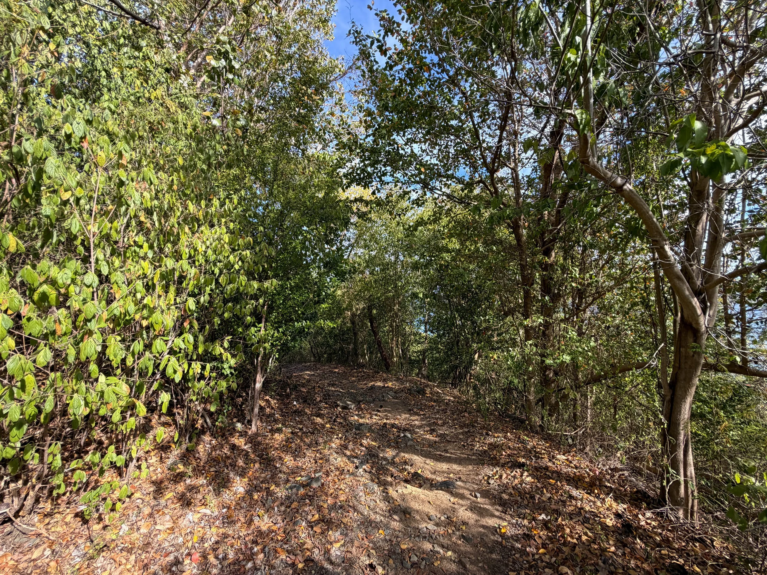 Brown Bay Trail Virgin Islands National Park