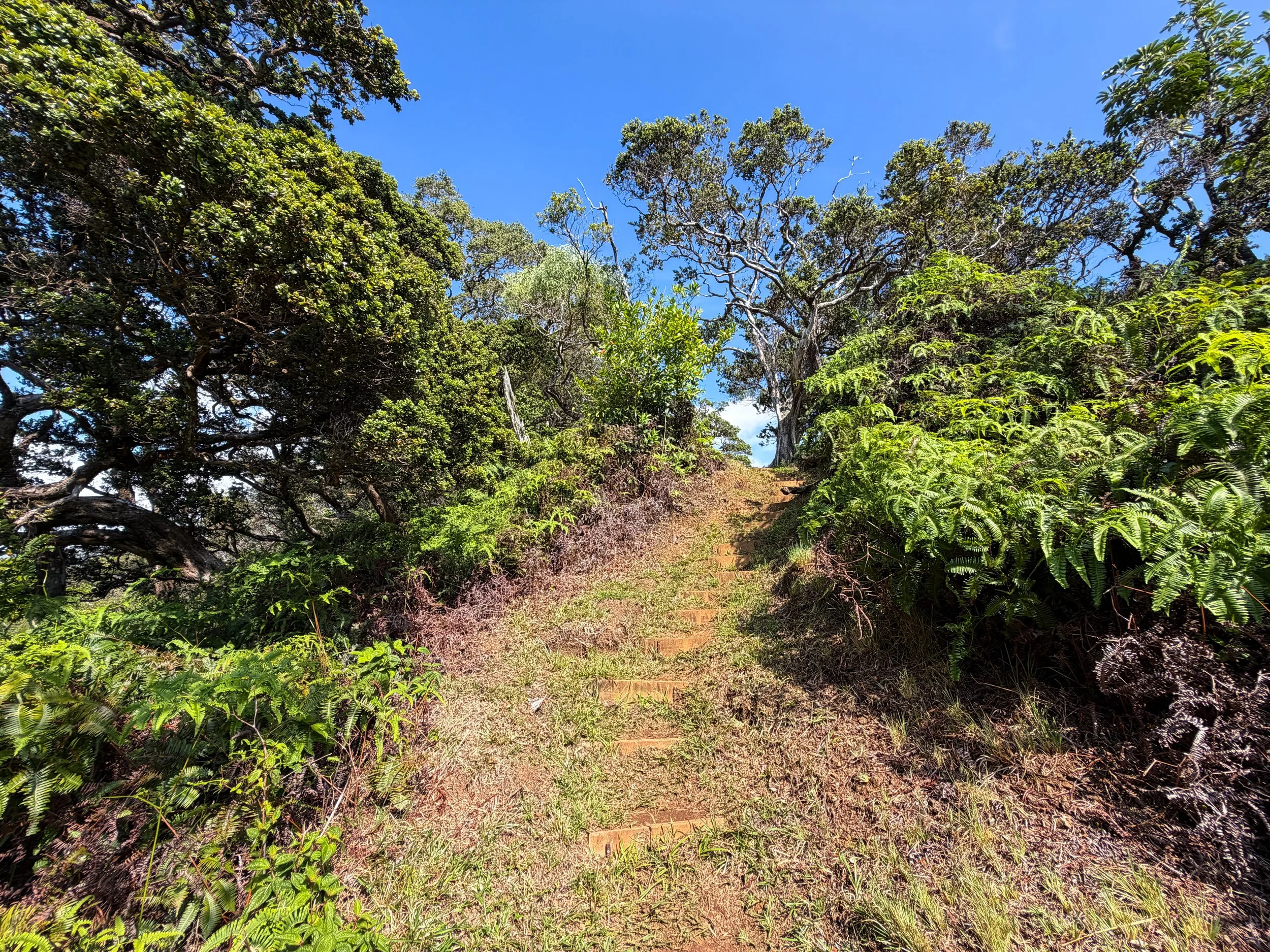 Nuuanu Trail Oahu Hawaii