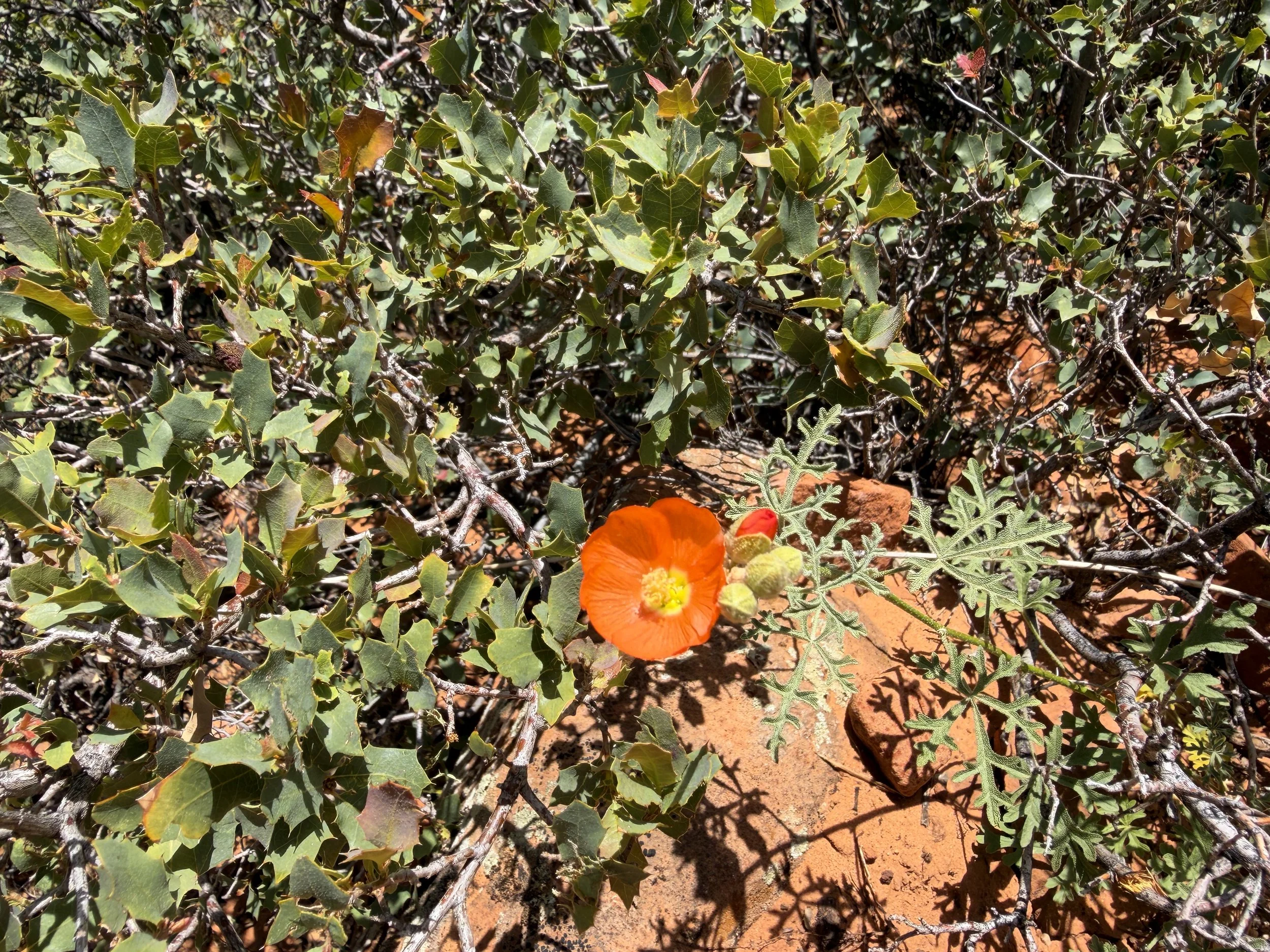 Gooseberry-leaf Globemallow Sphaeralcea grossulariifolia