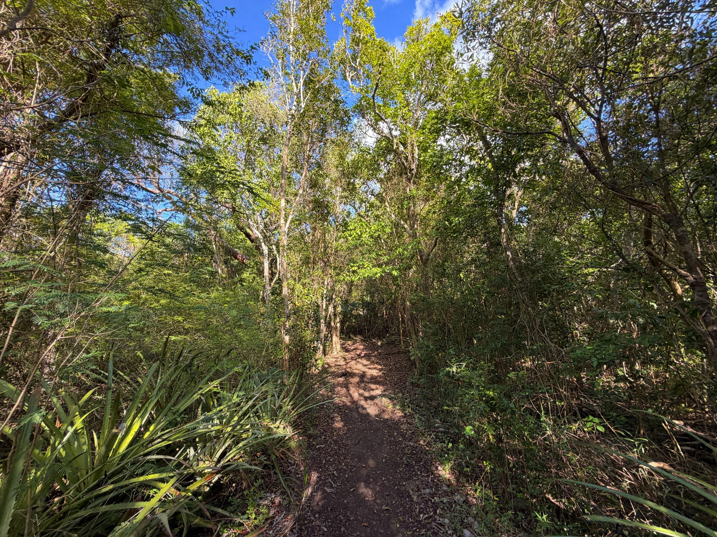Caneel Hill Spur Trail Virgin Islands National Park