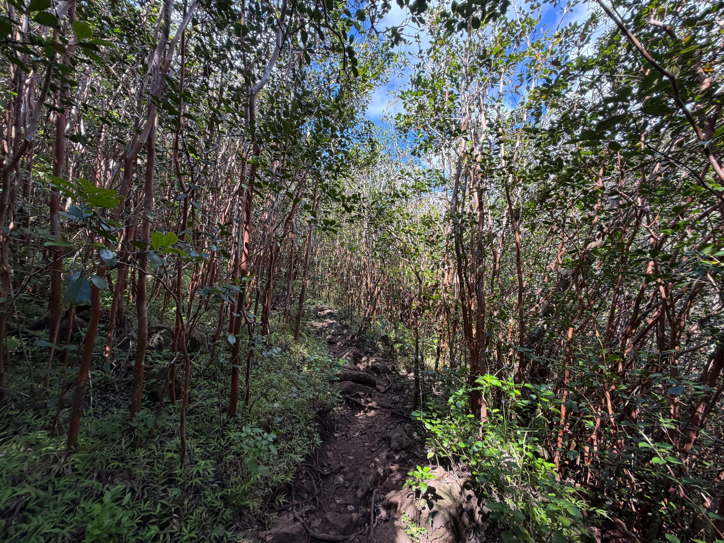Waimano Falls Trail Oahu Hawaii