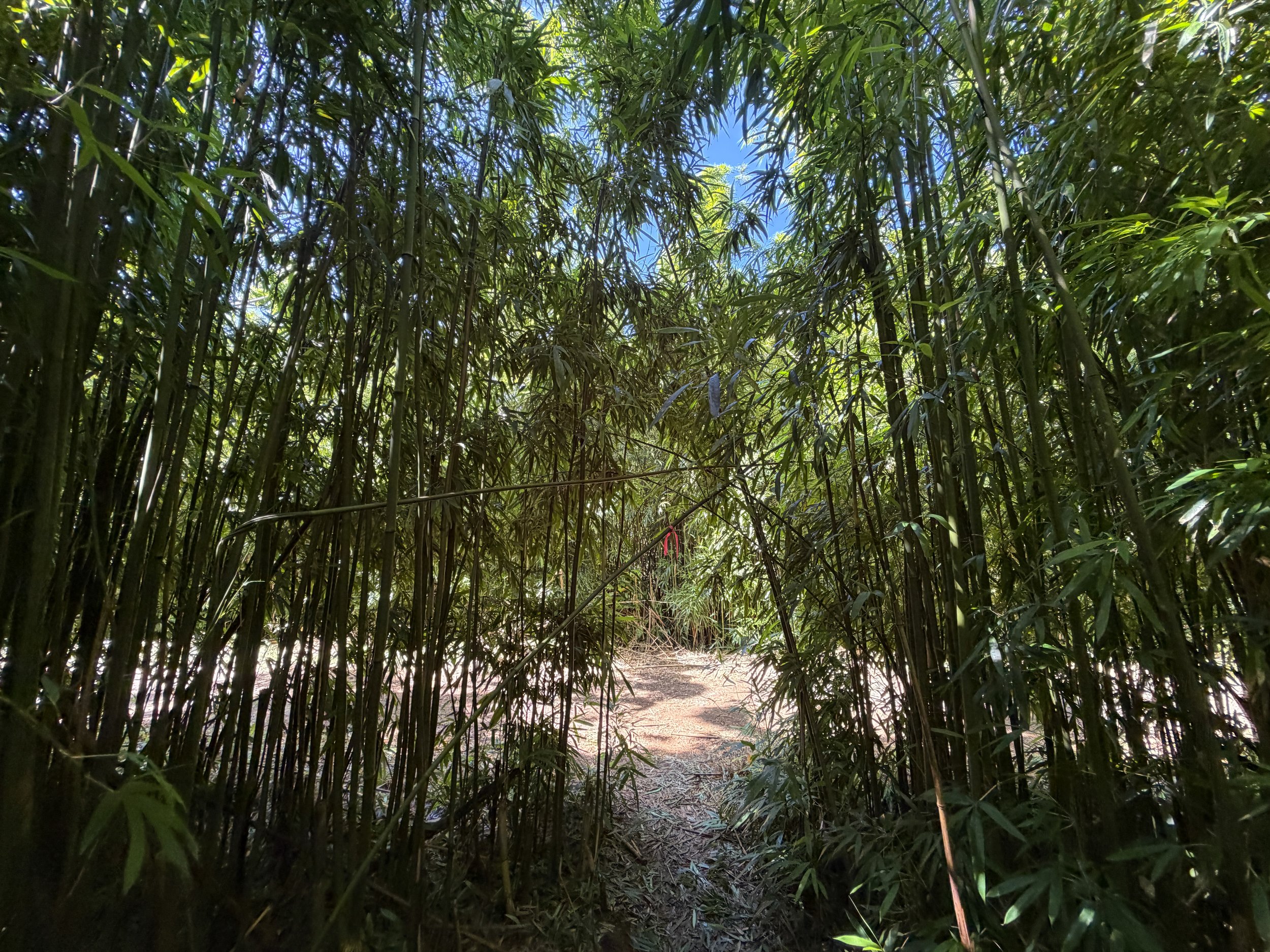 Lulumahu Falls Trail Oahu Hawaii