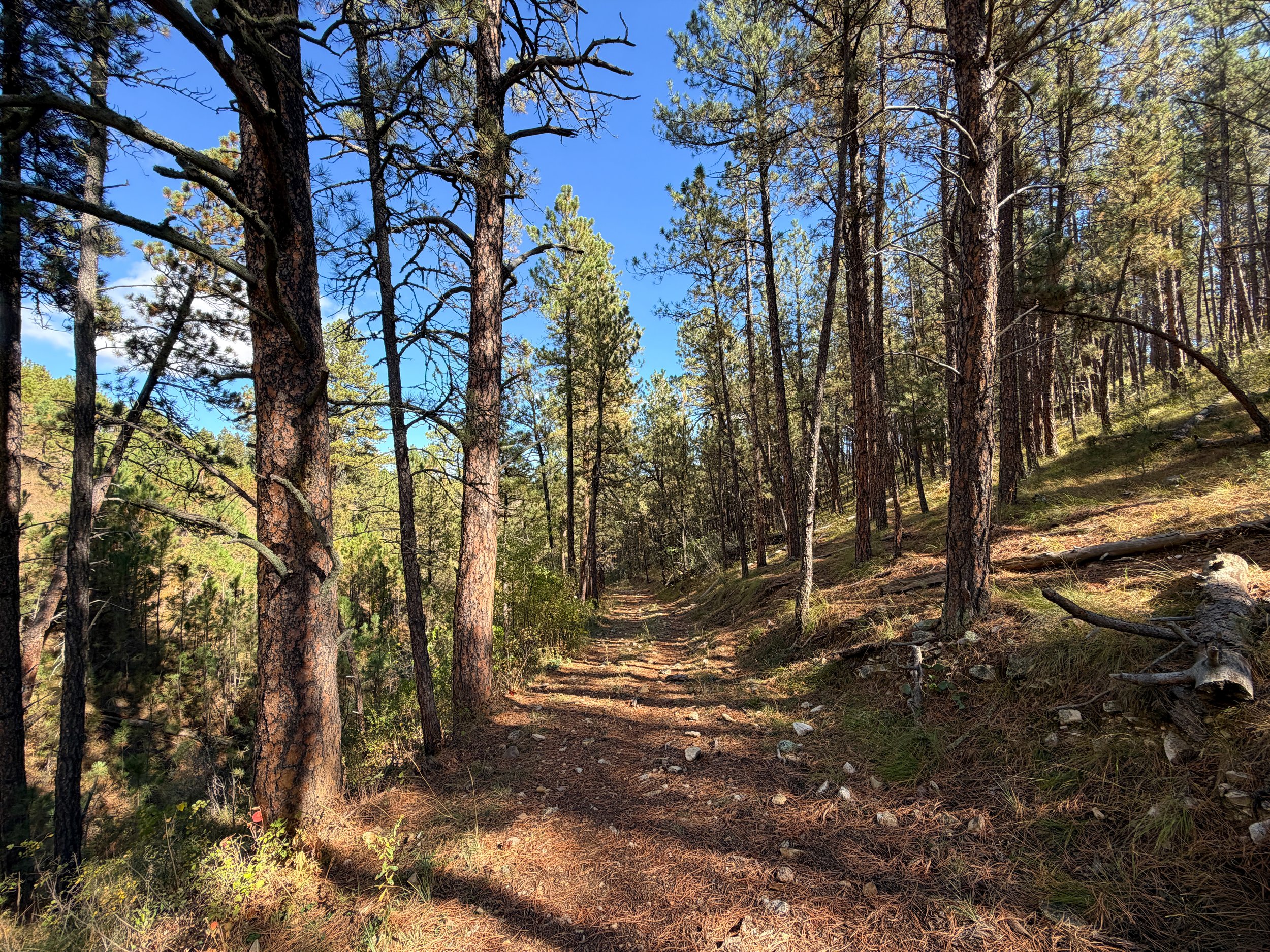 Lookout Point Loop Trail Wind Cave National Park South Dakota