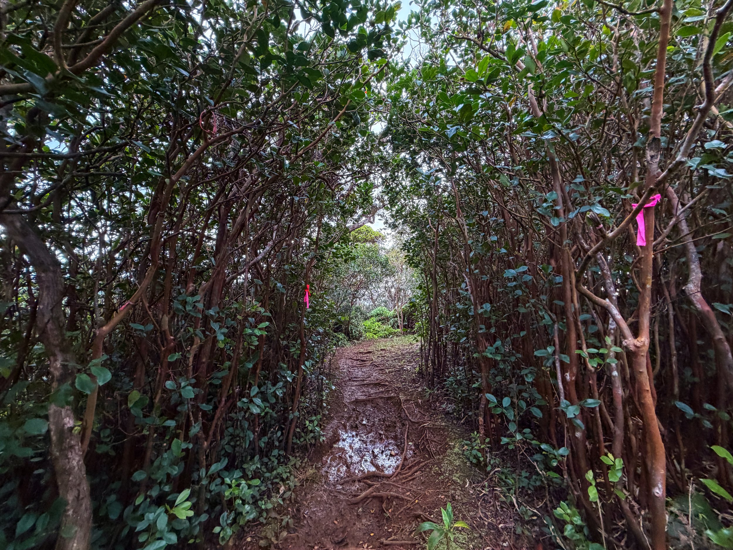 Kaau Crater Ridge Trail Oahu Hawaii