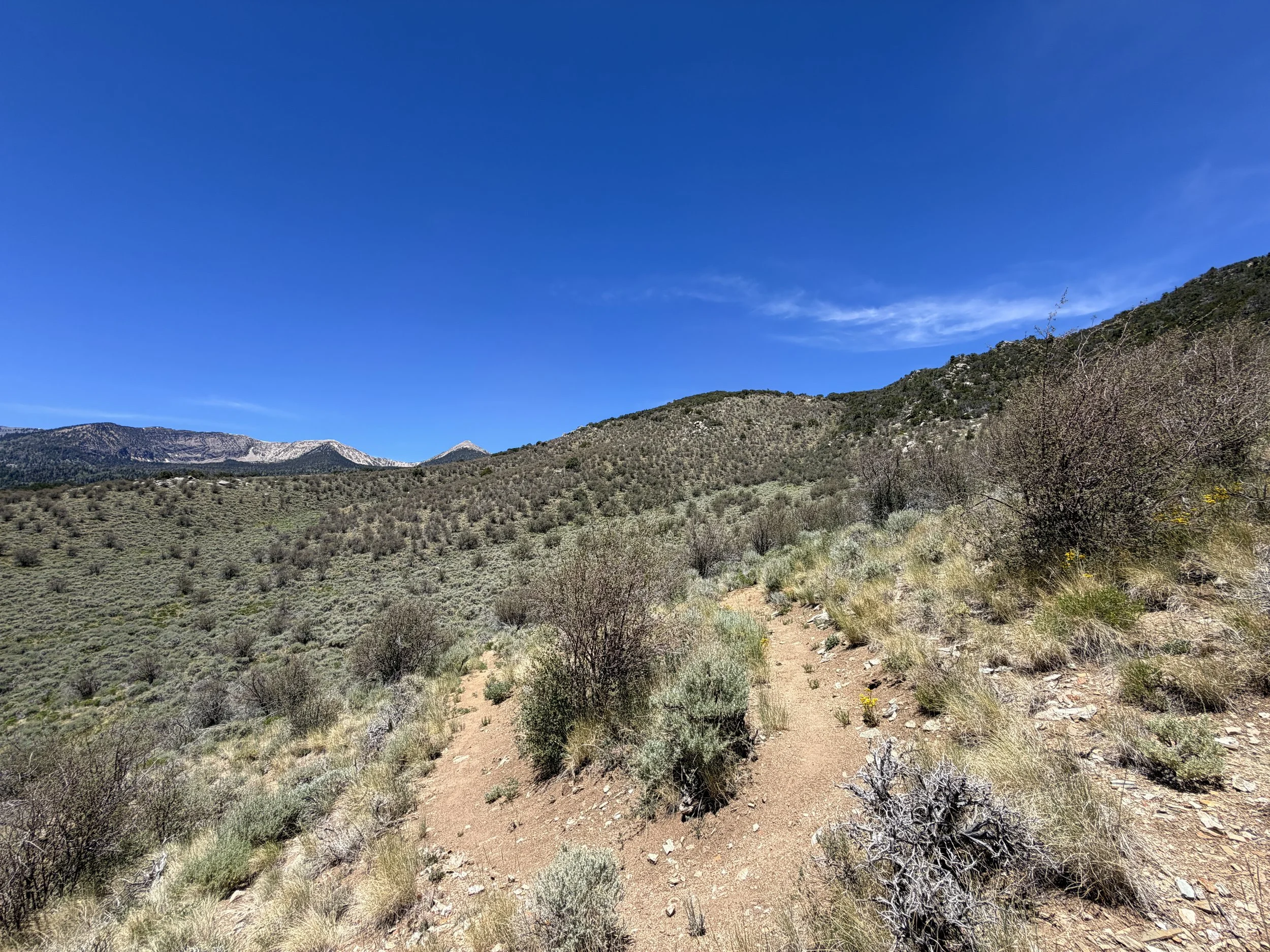 Serviceberry Loop Trail Great Basin National Park Nevada