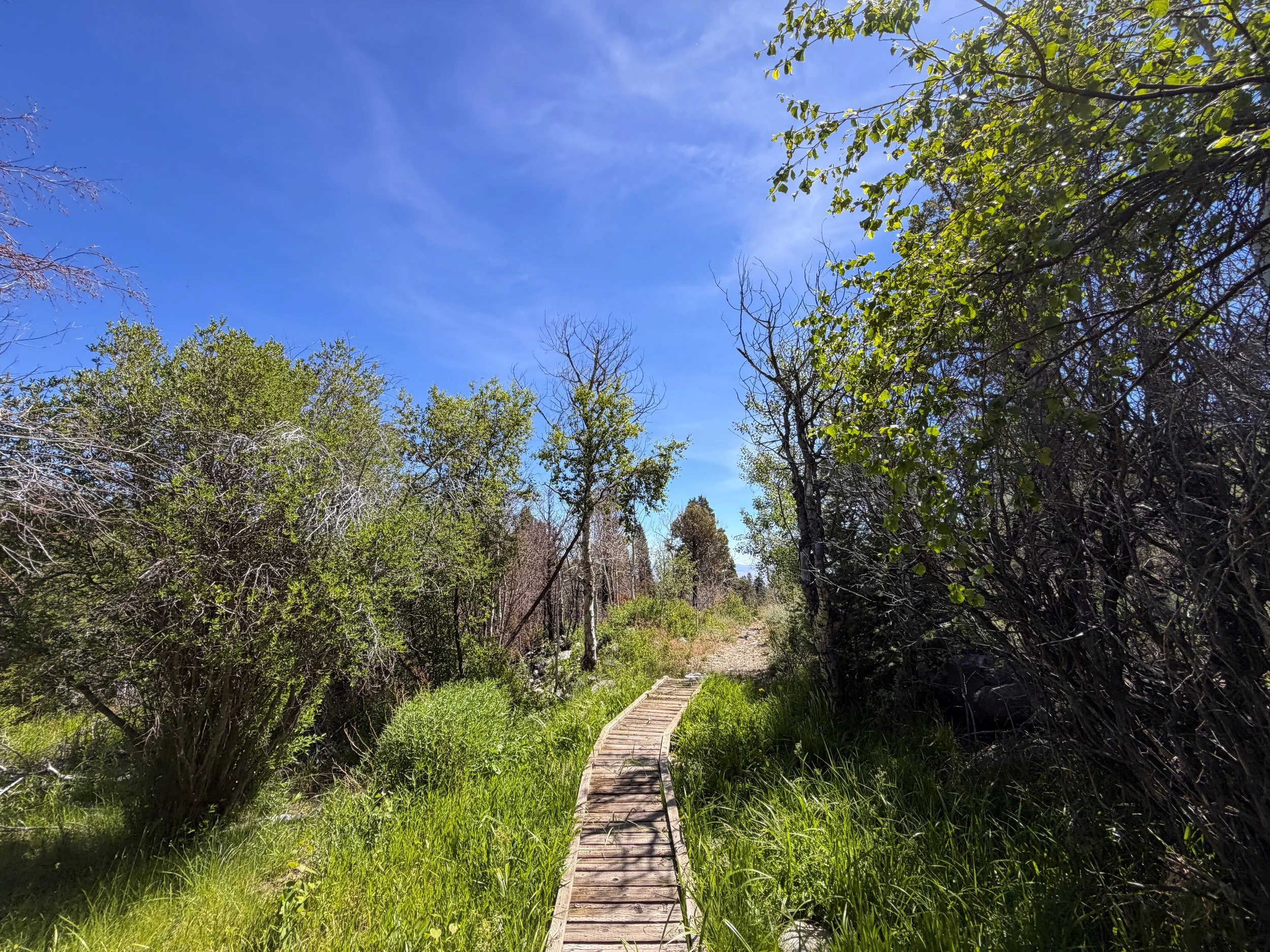 Pole Canyon Trail Great Basin National Park Nevada