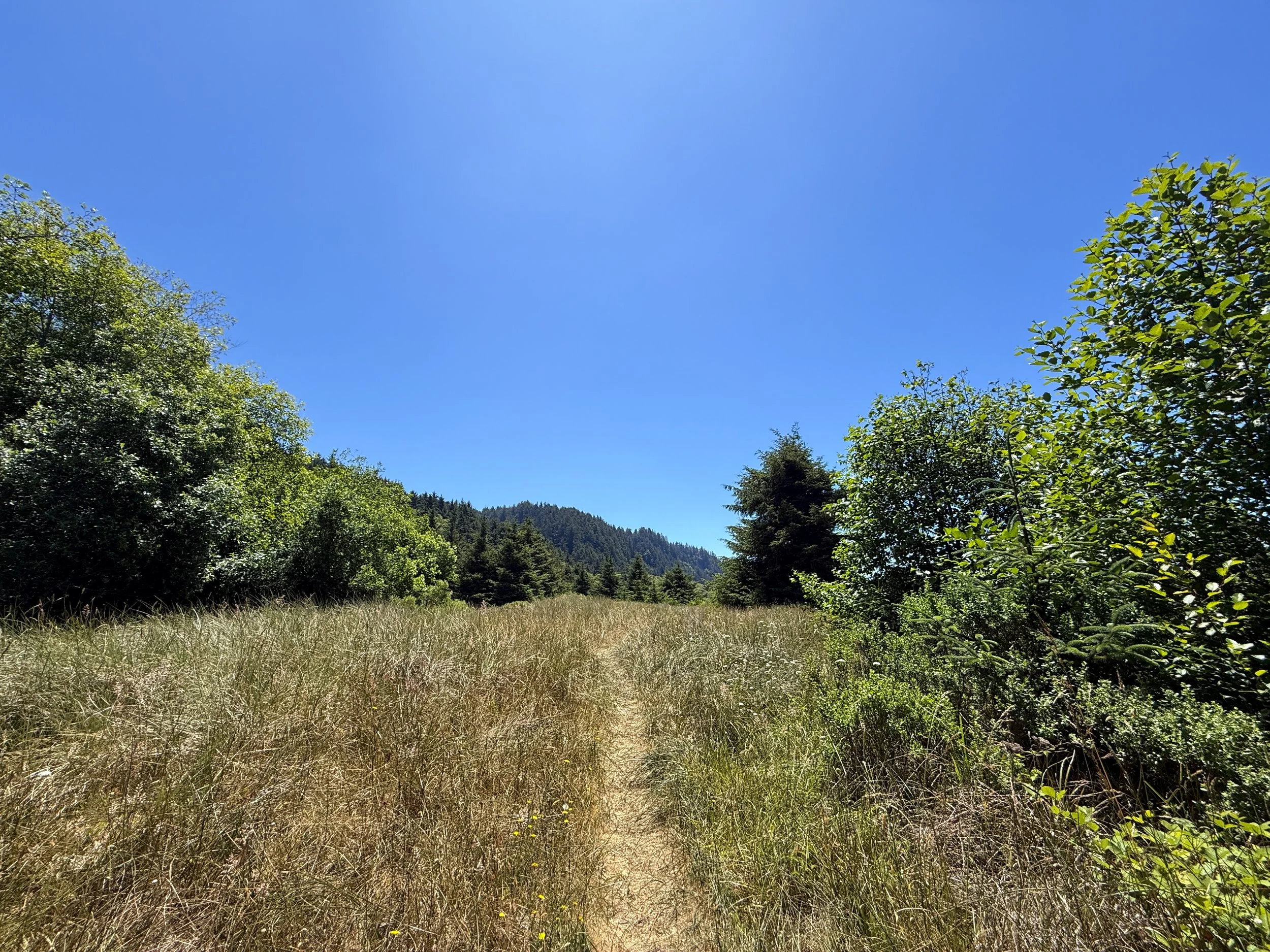 Ossagon Trail Prairie Creek Redwoods State Park California