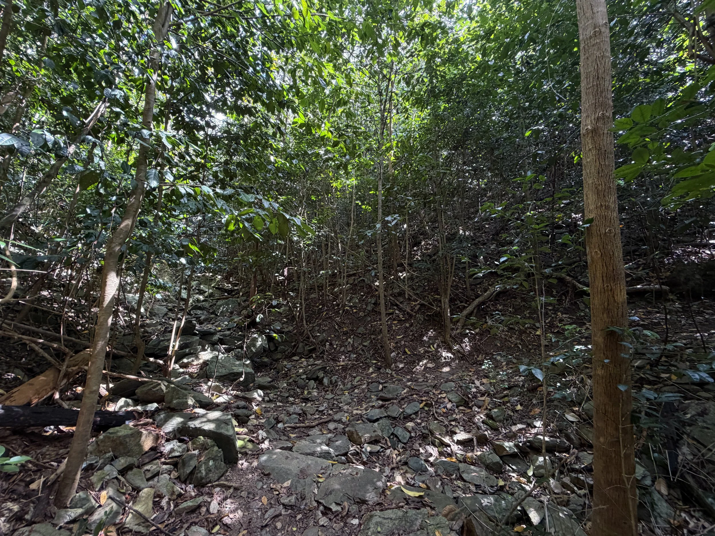 Cinnamon Bay Trail to Centerline Road Virgin Islands National Park