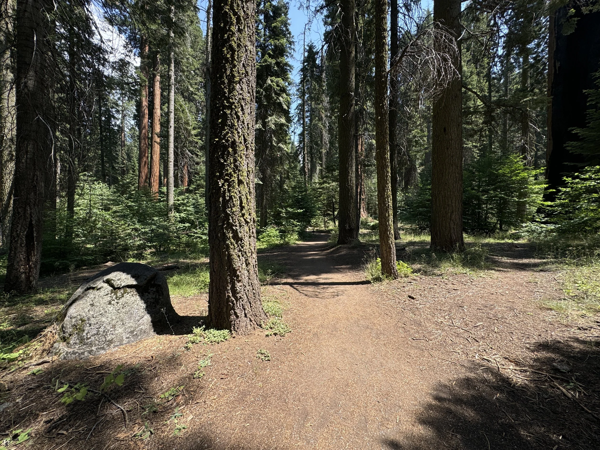 Hiking the Hazelwood Nature Loop Trail in Sequoia National Park — noahawaii