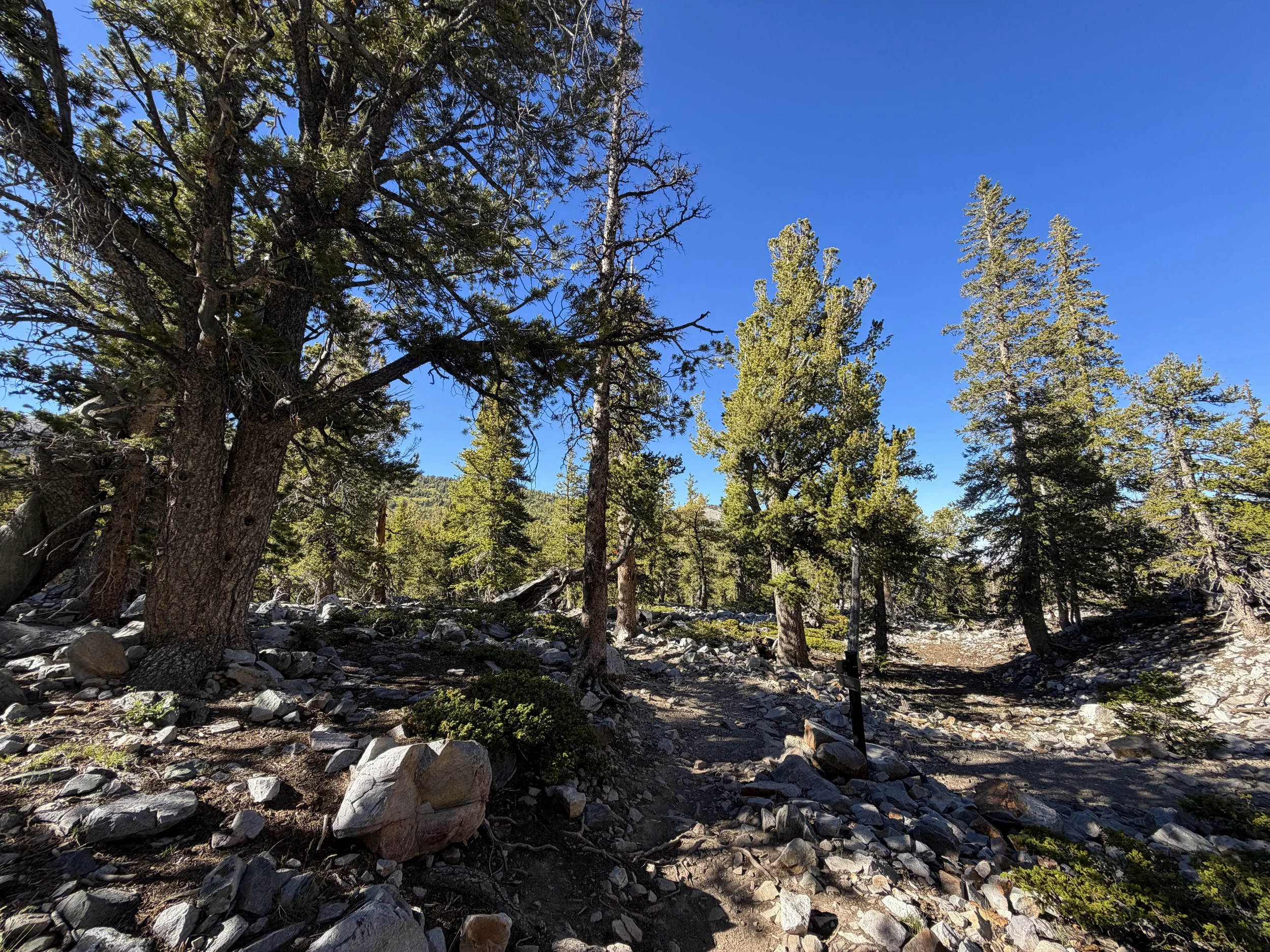 Alpine Lakes Loop Trail Great Basin National Park Nevada