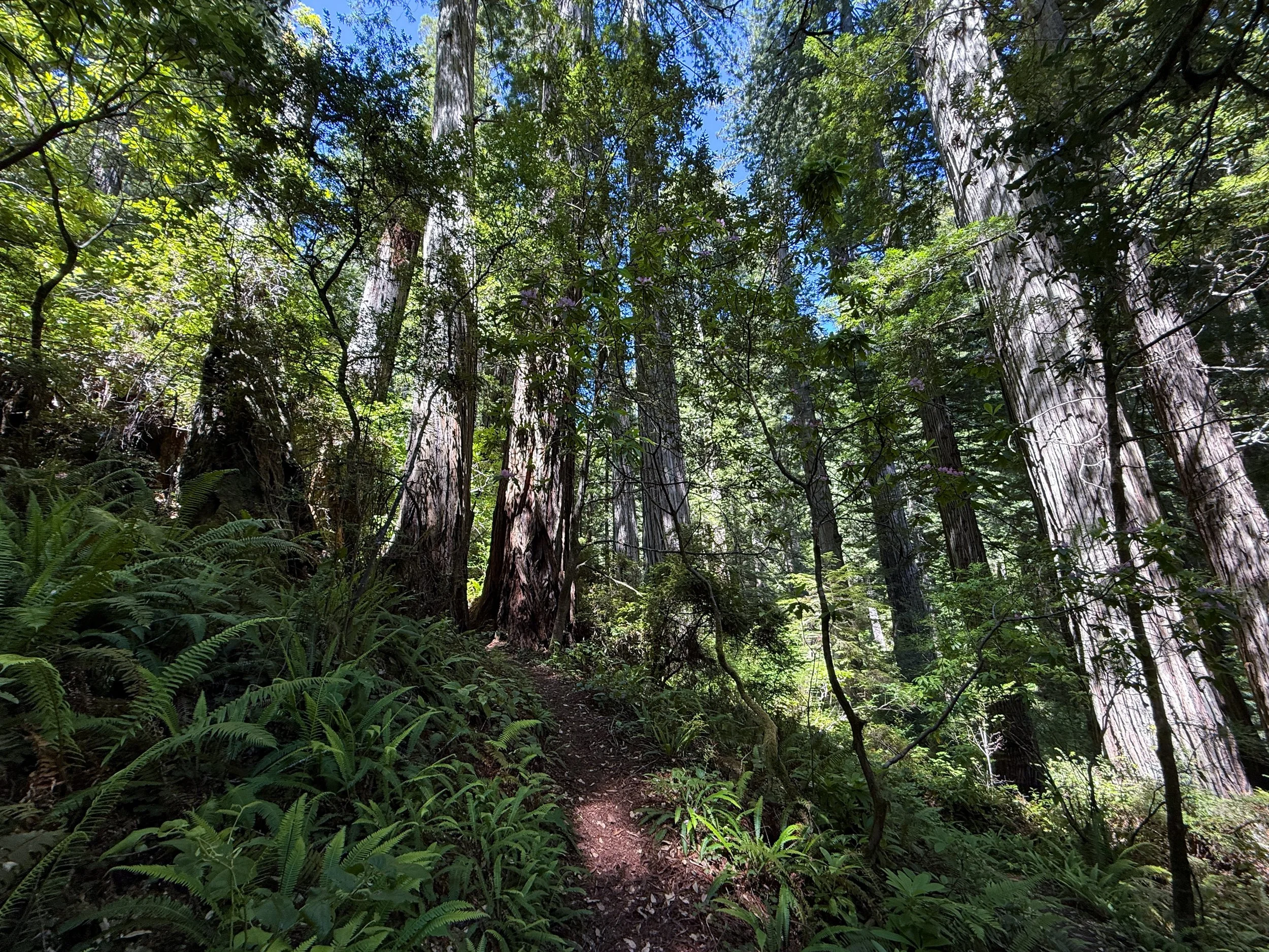 Ten Taypo Trail Prairie Creek Redwoods State Park California