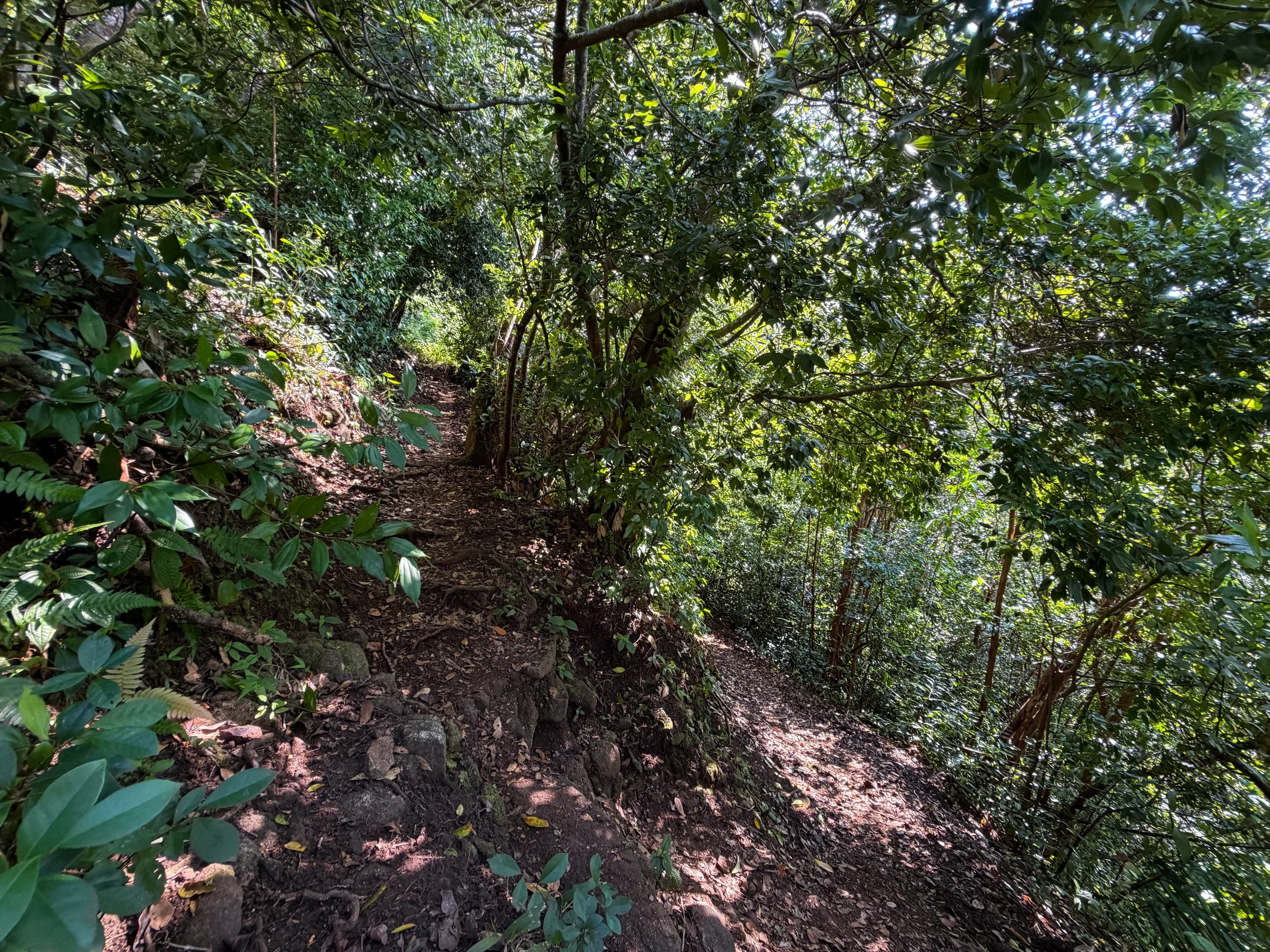 Nuuanu Trail to Tantalus Oahu Hawaii