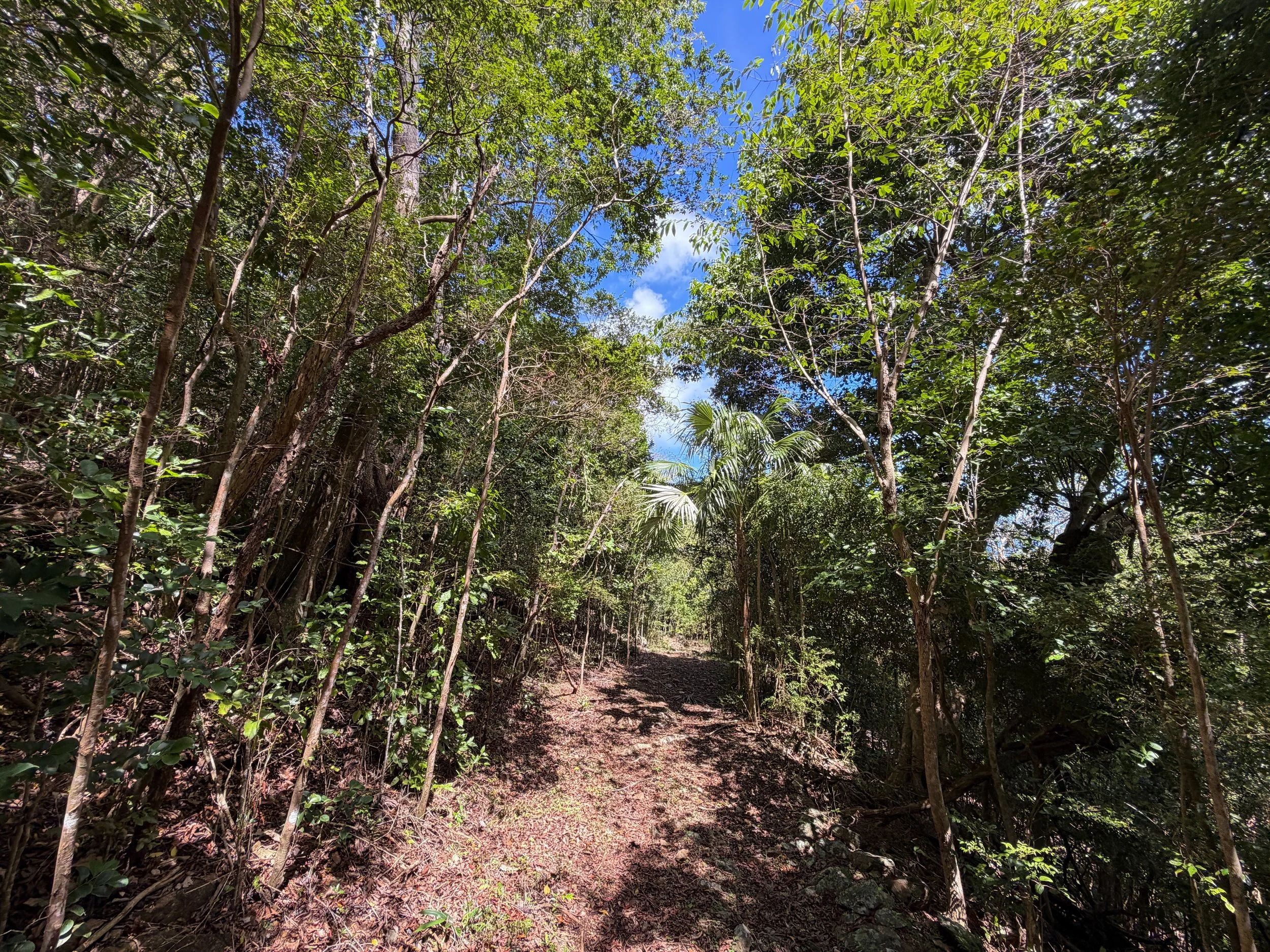 Water Catchment Trail Virgin Islands National Park