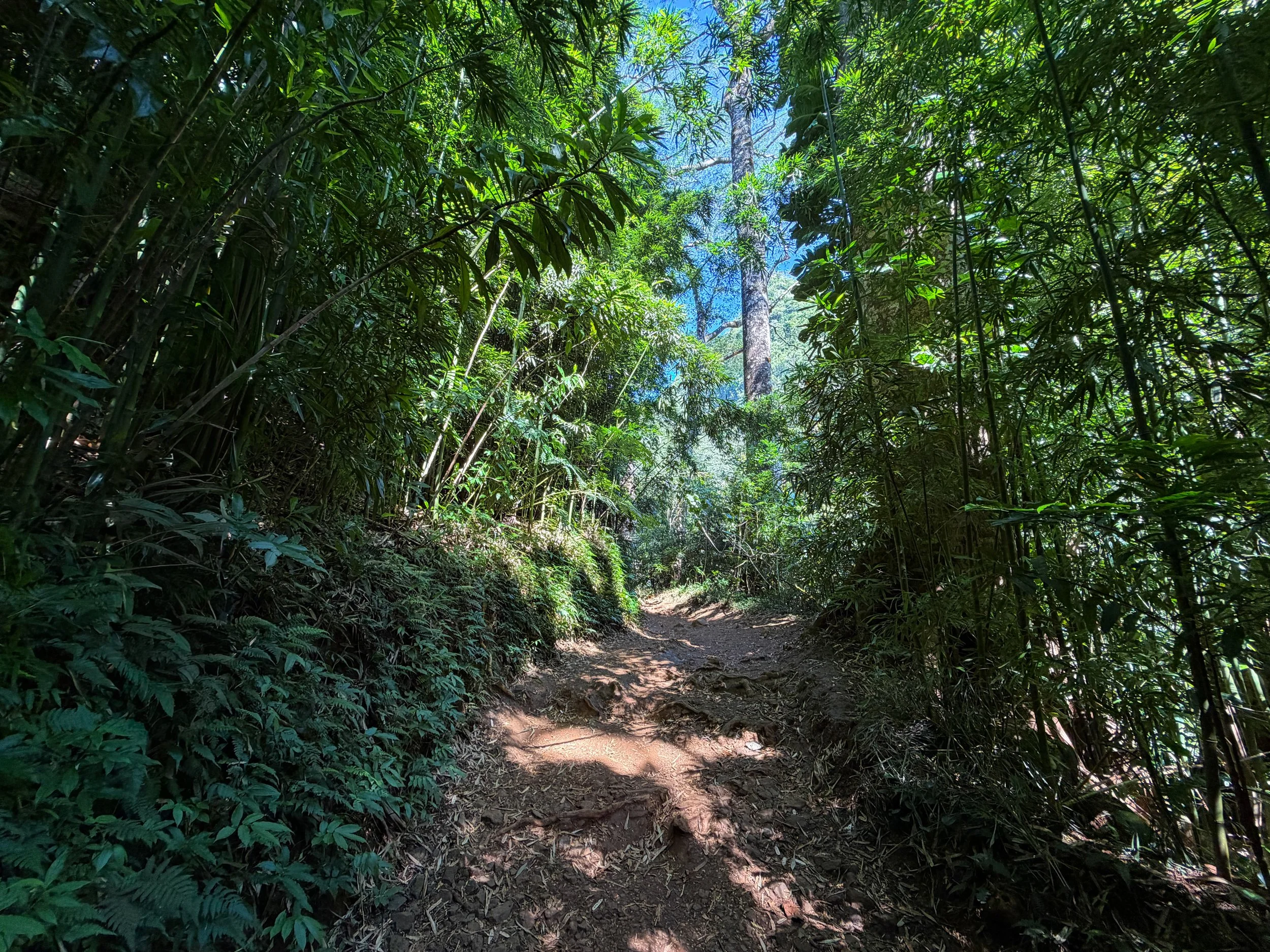 Manoa Falls Trail Oahu Hawaii