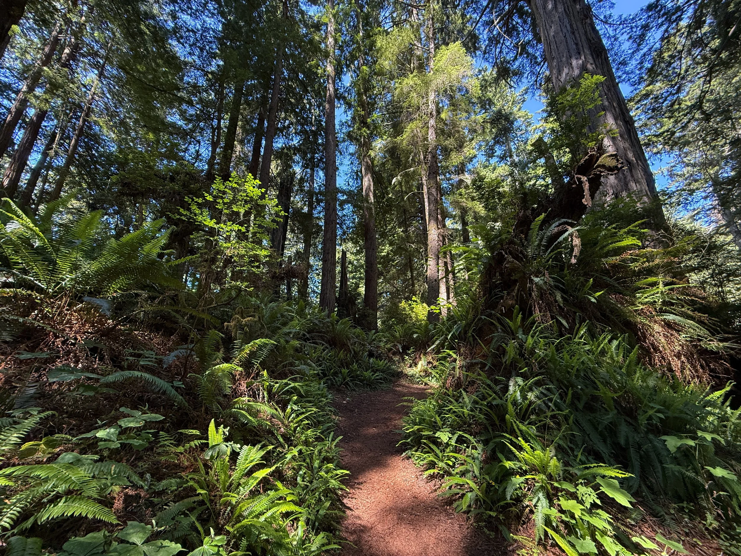 Ossagon Trail Prairie Creek Redwoods State Park California