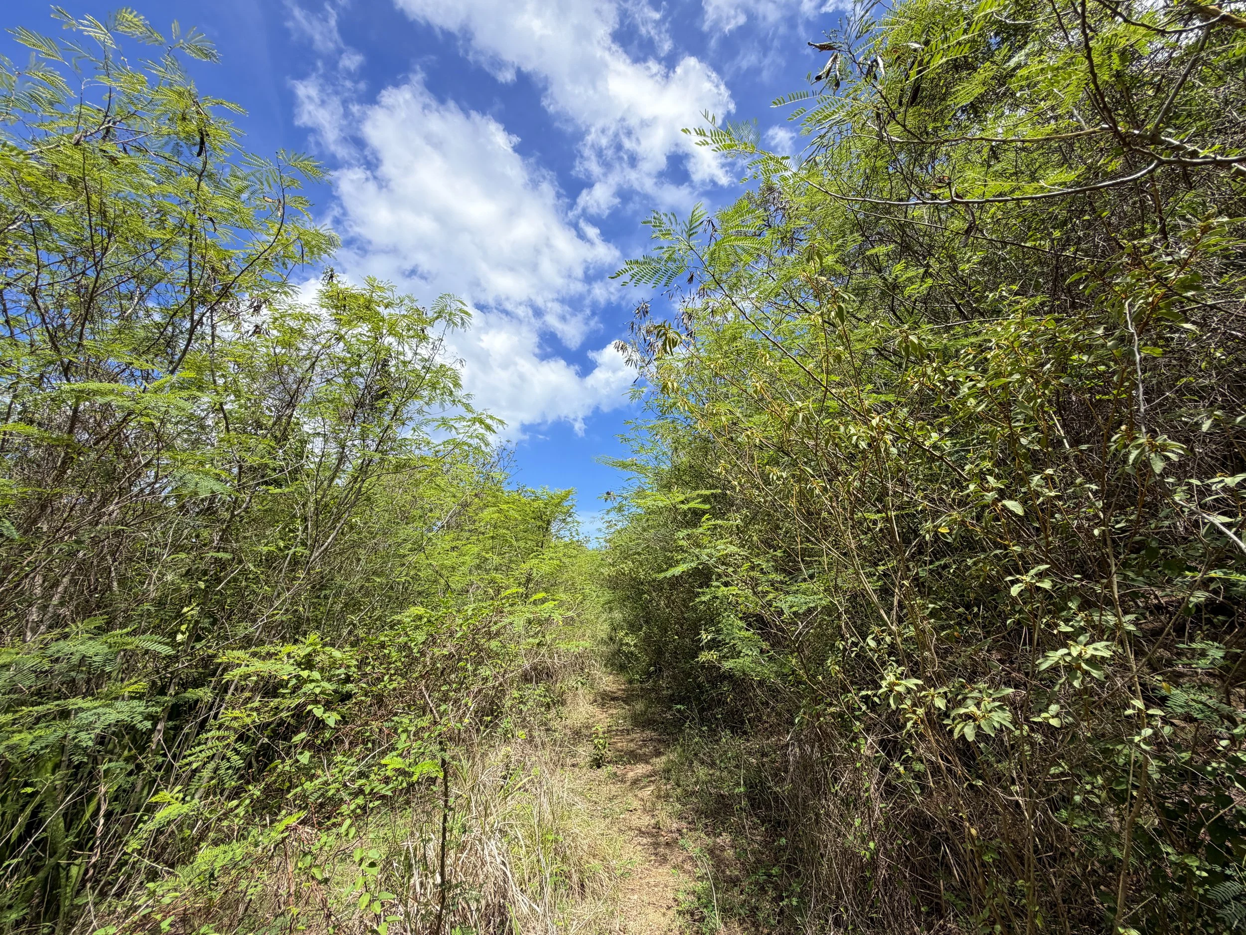 Water Catchment Trail Virgin Islands National Park