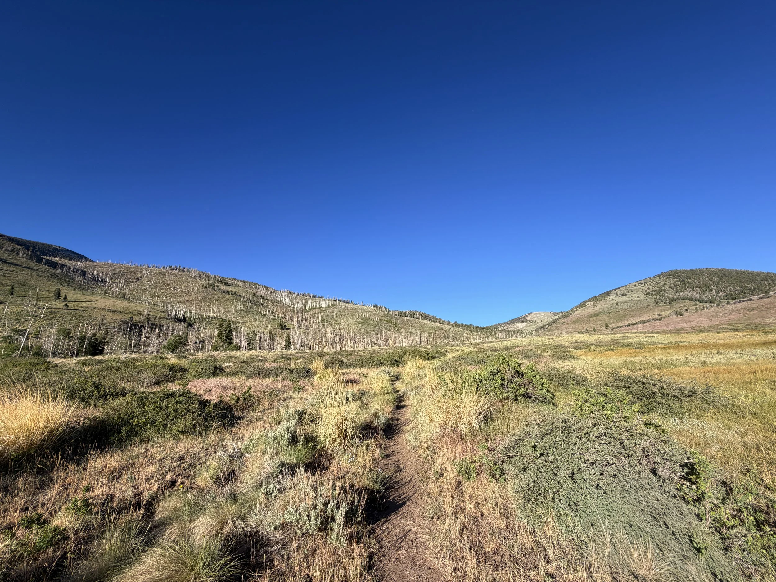 Upper Strawberry Trail Great Basin National Park Nevada