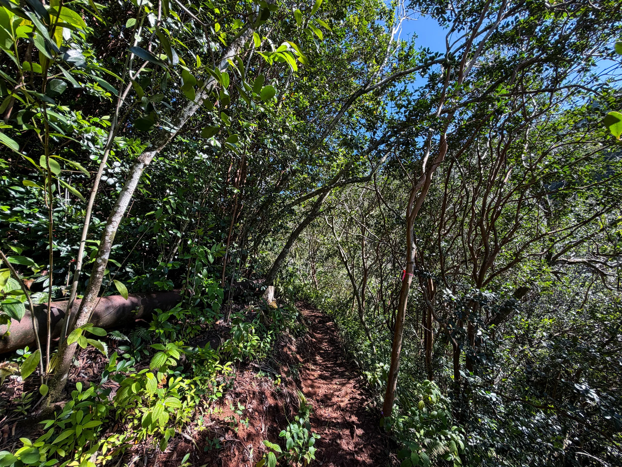 Kaau Crater Loop Trail Oahu Hawaii