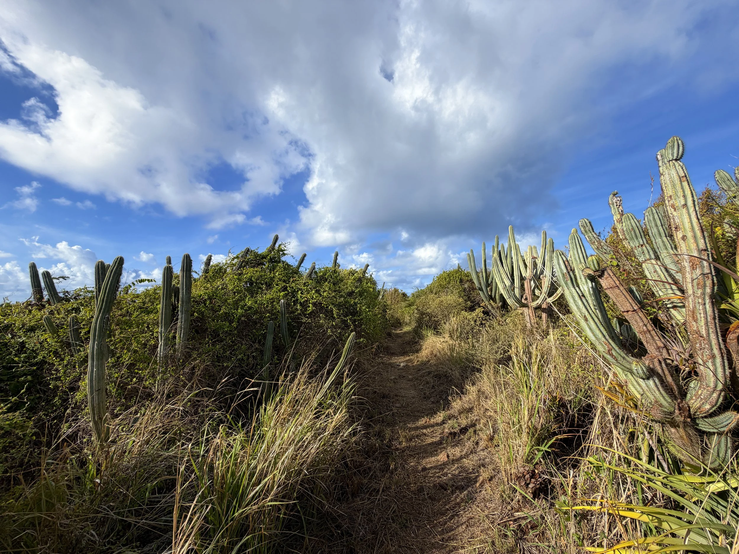 Cabritte Horn Spur Trail Virgin Islands National Park