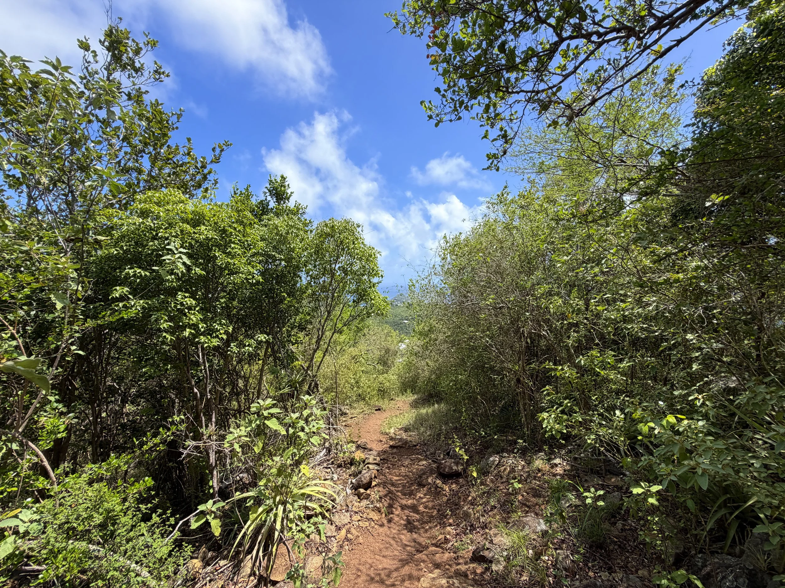 Caneel Hill Trail to Margaret Hill Virgin Islands National Park