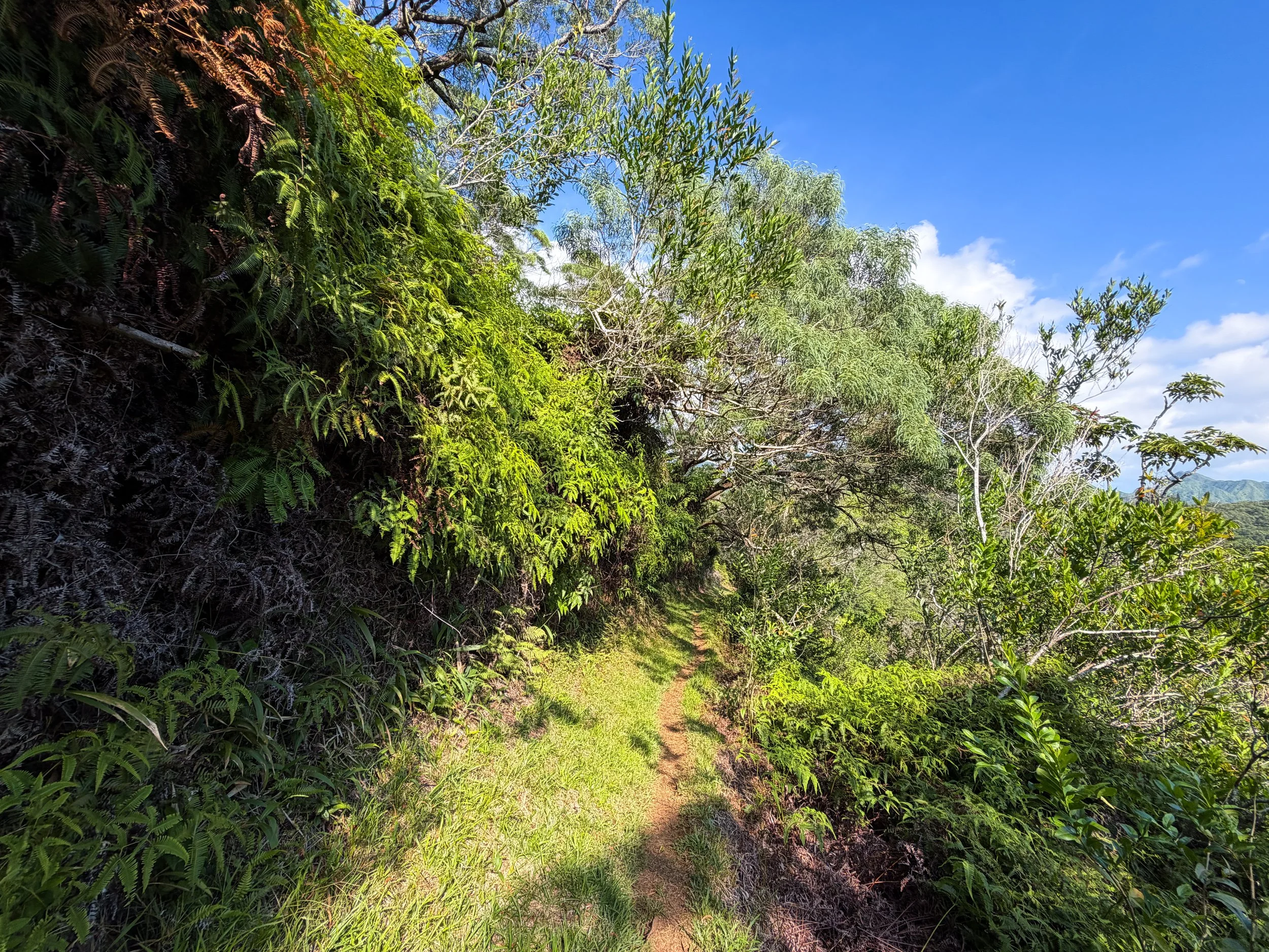 Nuuanu Trail Oahu Hawaii