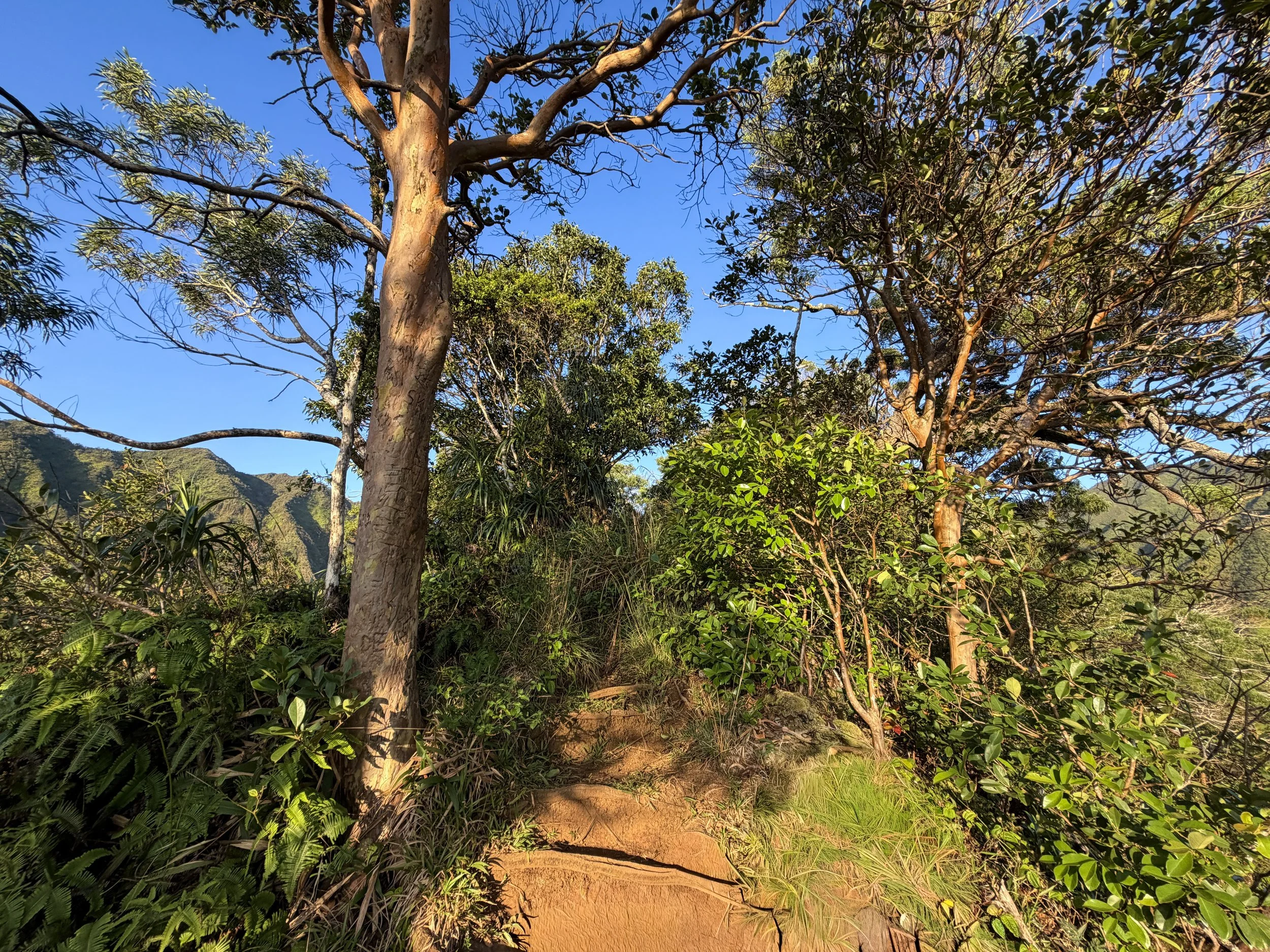 Back Way to Stairway to Heaven Moanalua Middle Ridge Trail Oahu Hawaii