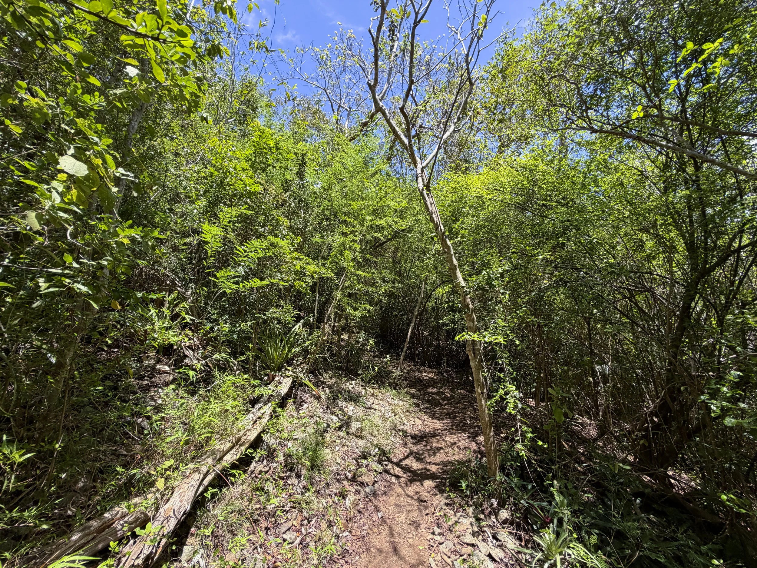 Caneel Hill Trail Virgin Islands National Park
